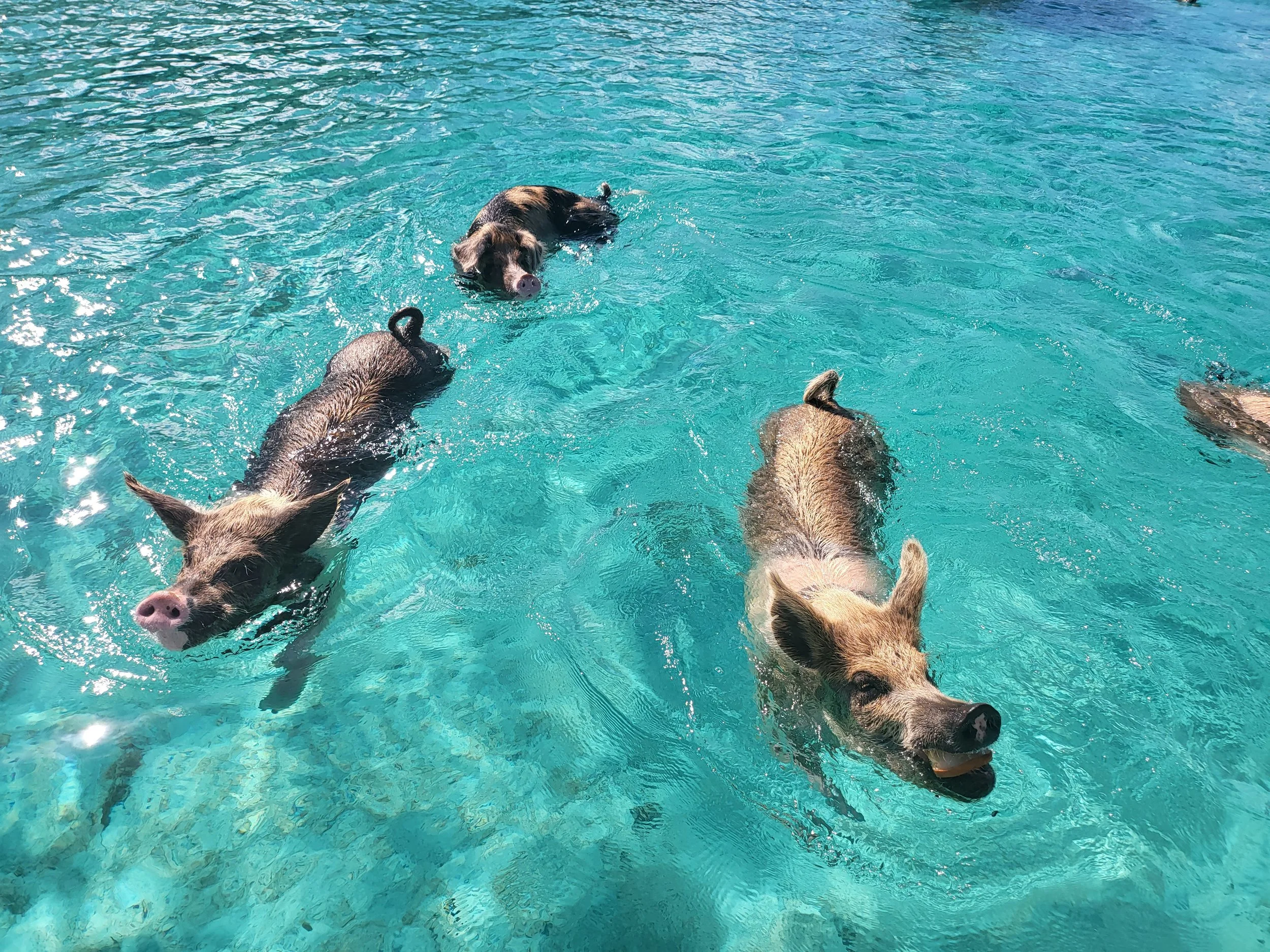 Famous swimming pigs in the crystal clear turquoise waters of the Bahamas.