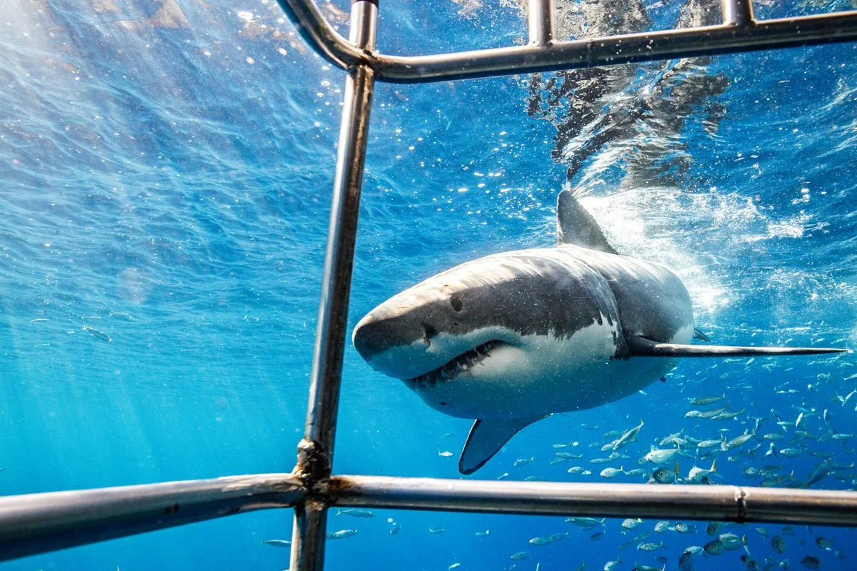 Thrilling Great White shark cage diving adventure in clear blue deep sea water.