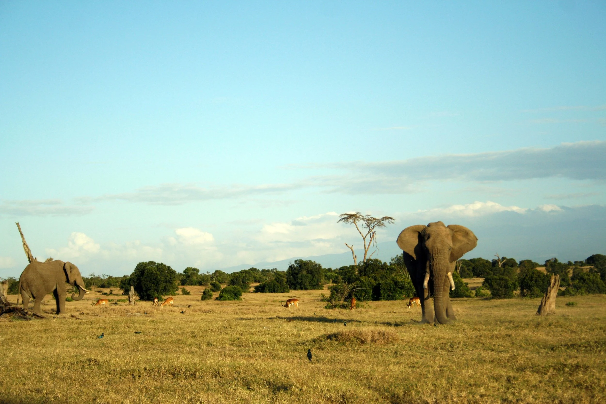 African elephants roaming the savanna during a guided wildlife safari, highlighting luxury expeditions and custom tour planning services offered by The Unpunctual.