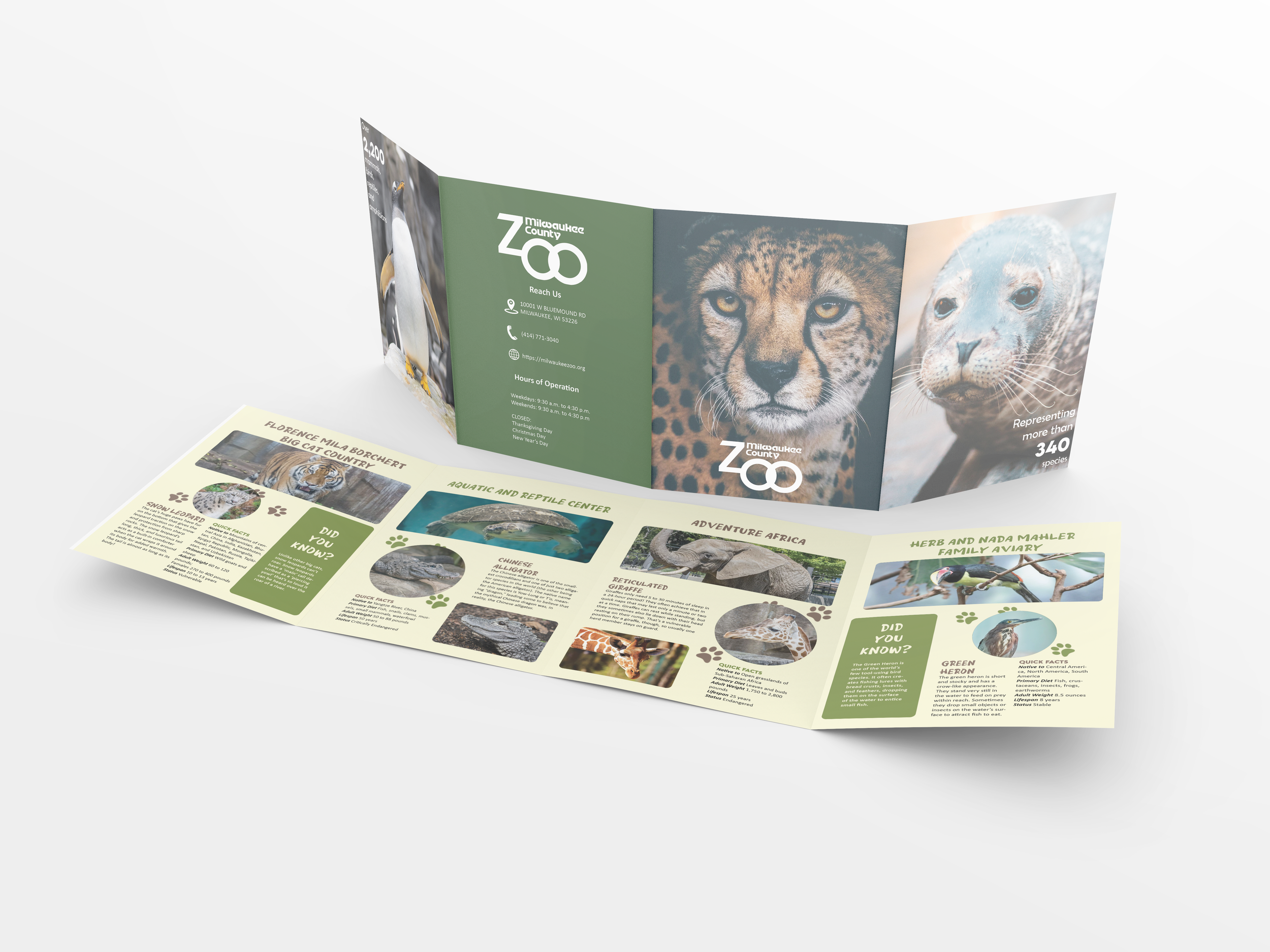 Brochure Mockup 5.png