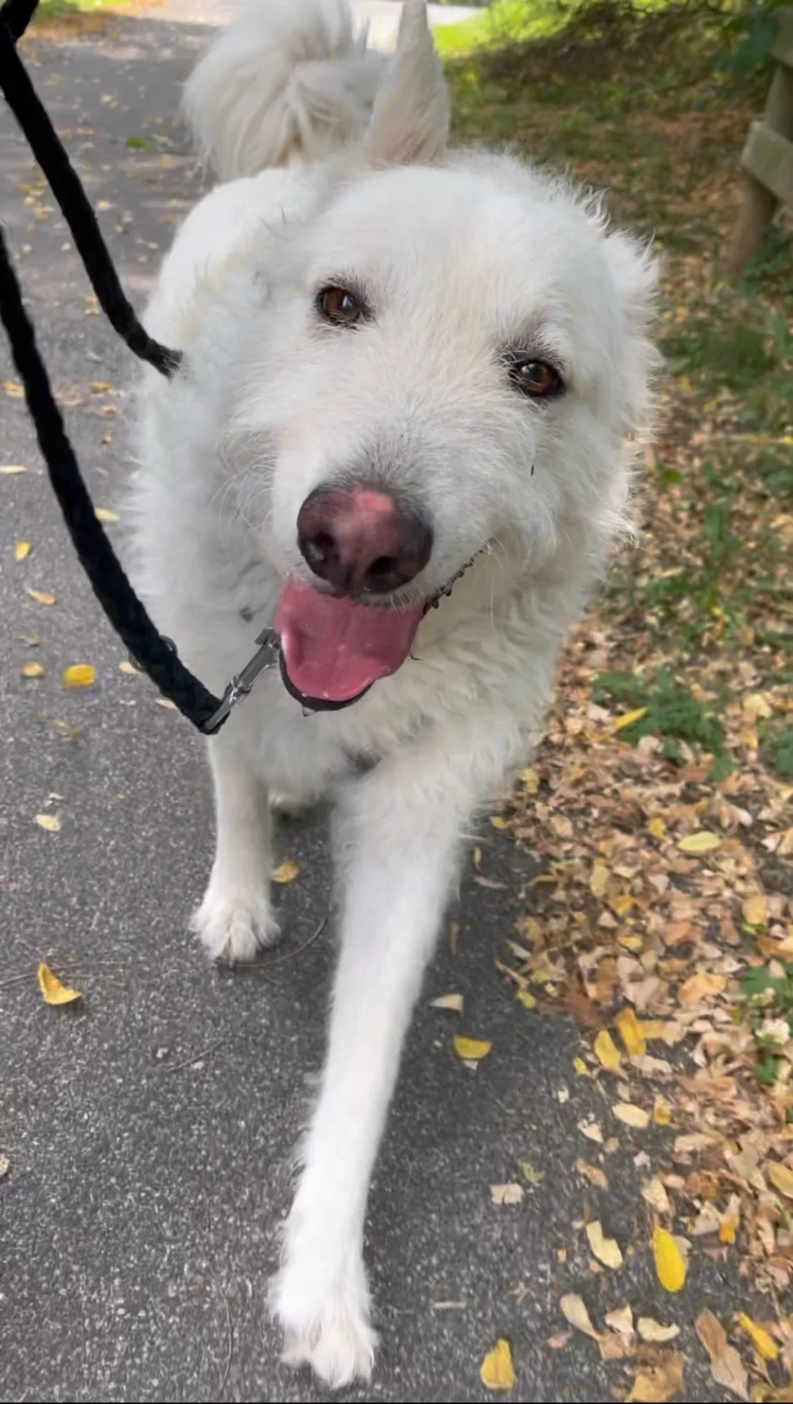 Tierheimhund Rocky