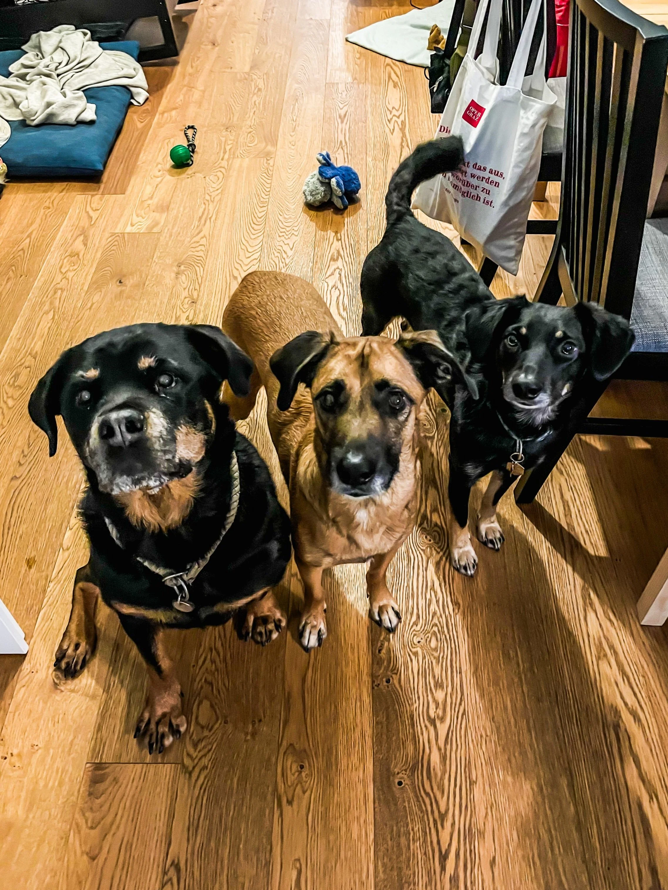 Viola, Merlin, JoeJoe