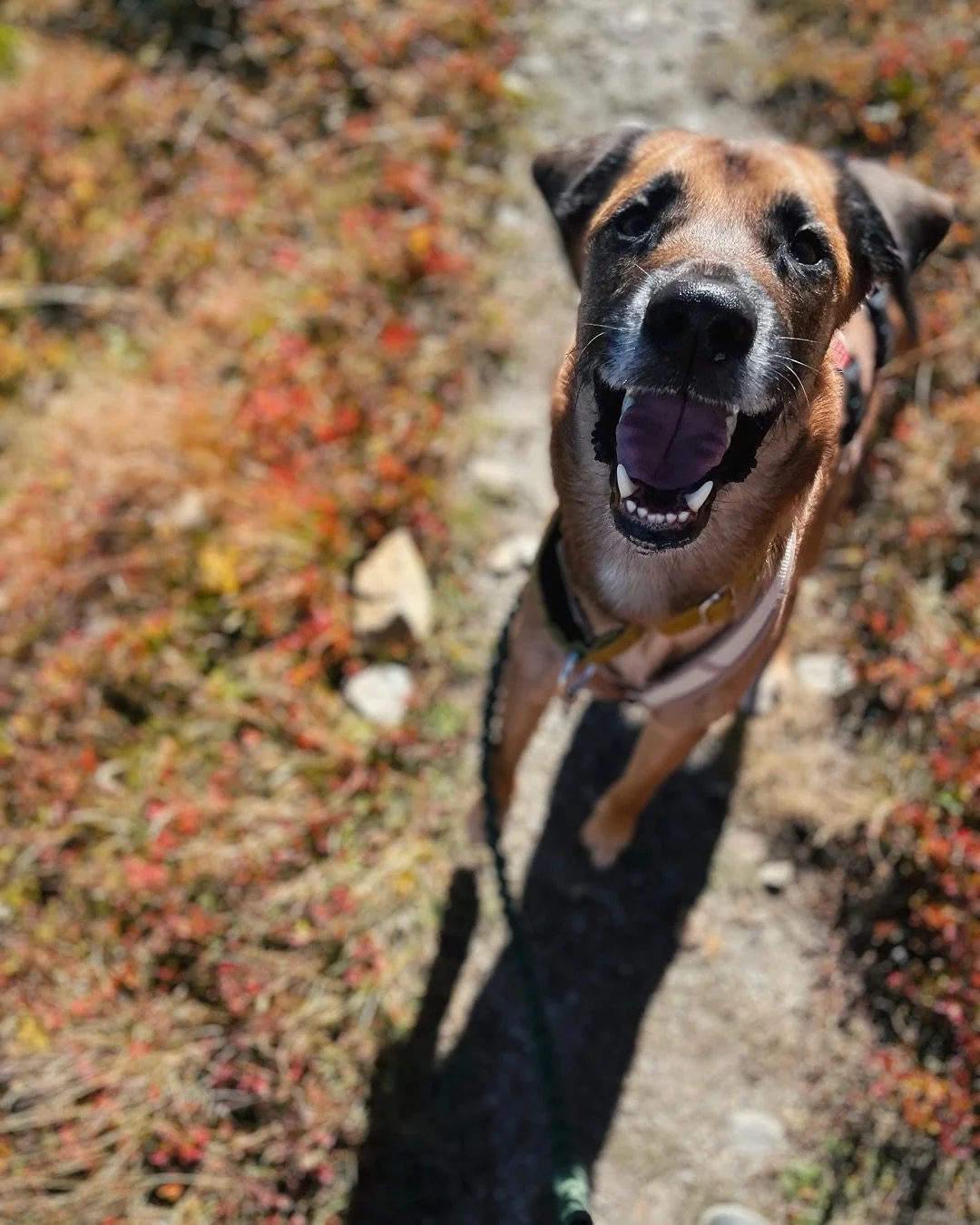 imposter syndrome hittet aktuell wieder besonders heftig.

bin recht planlos, was und wie ich hier eigentlich posten will und soll.

ich versuche, achtsam mit mir zu sein und meiner inneren kritikerin nicht so viel raum zu geben.

fortschritt ist nic