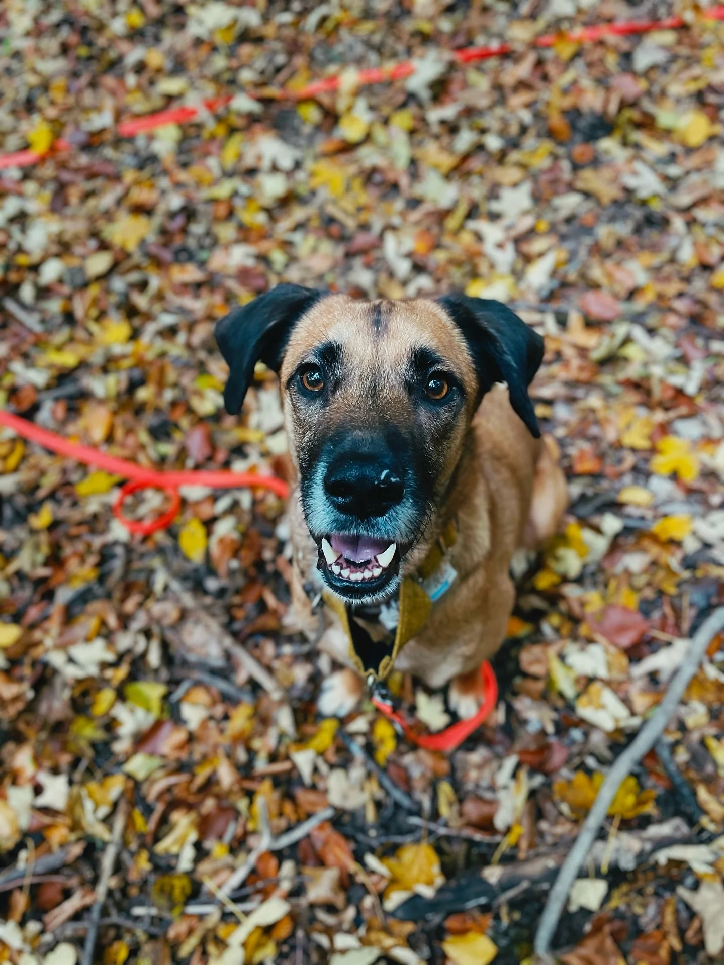 alles gute zum 4. geburtstag, kleiner b&auml;r!

wer h&auml;tte sich vor 4 jahren gedacht, dass du als kleines, 5 wochen altes w&uuml;rmchen in meinen armen und meinem leben landen und dort bleiben wirst&hellip;

und da bist du nun. liegst, w&auml;hr