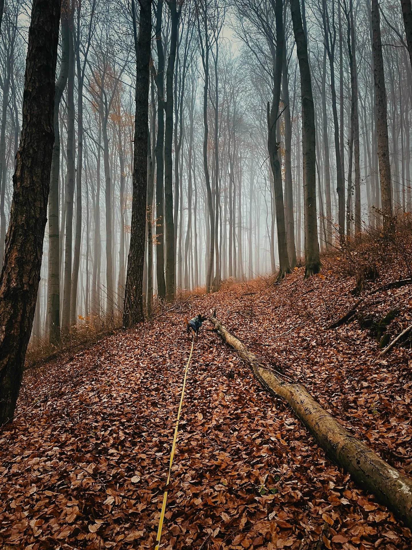 bin eigentlich kein herbst-mensch, aber hier und so l&auml;sst es sich aushalten! 🍂 🔥 

was ist eure lieblingsjahreszeit?