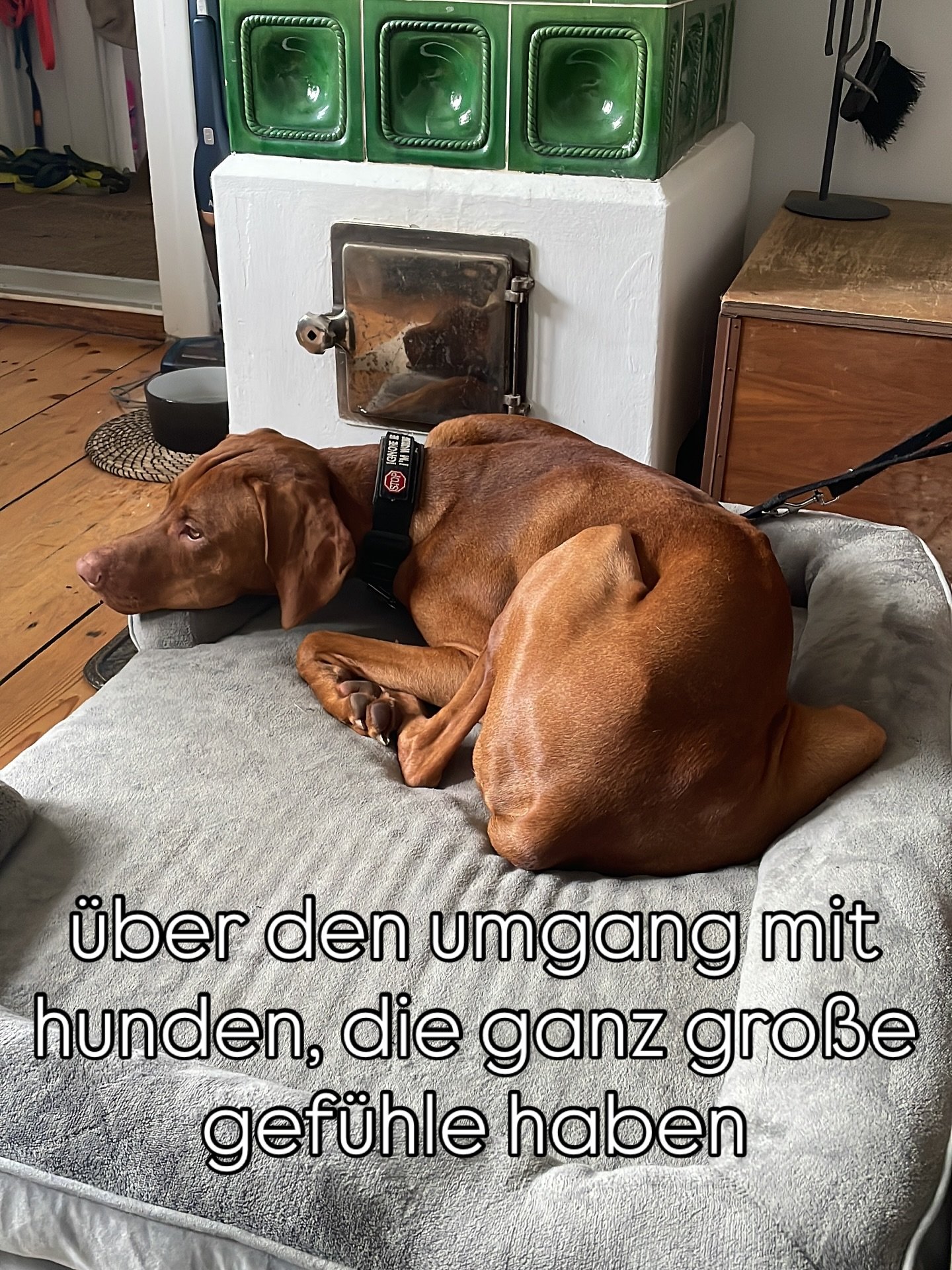 frust, wut, freude - alles gro&szlig;e gef&uuml;hle f&uuml;r sich, noch gr&ouml;&szlig;er f&uuml;r einen hund, der sie ganz intensiv f&uuml;hlt.

eine besondere und herausfordernde aufgabe f&uuml;r uns menschen, f&uuml;r solche hunde zu sorgen, konfr