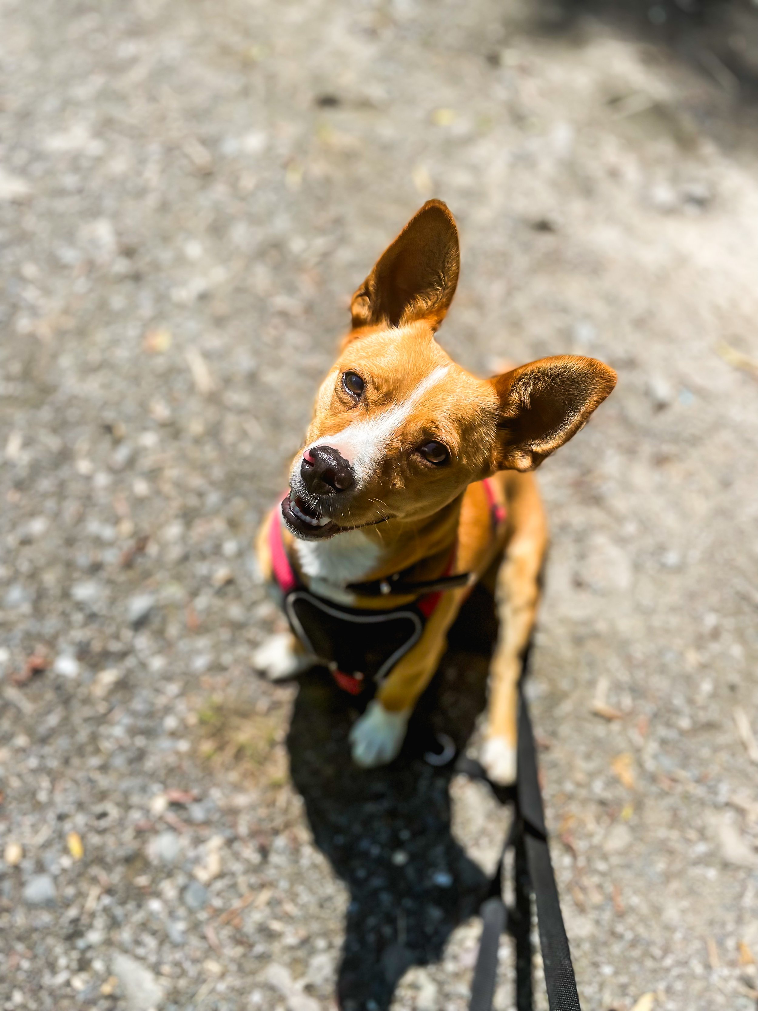 Tierheimhund Nacho