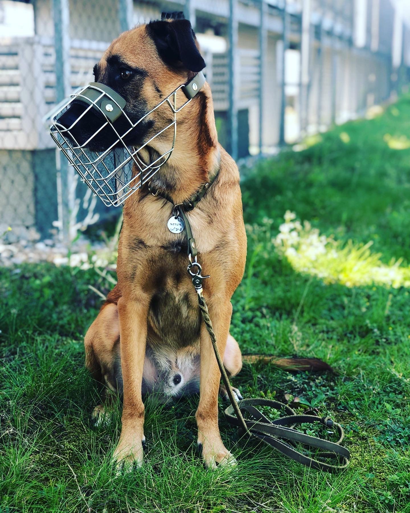 Merlin