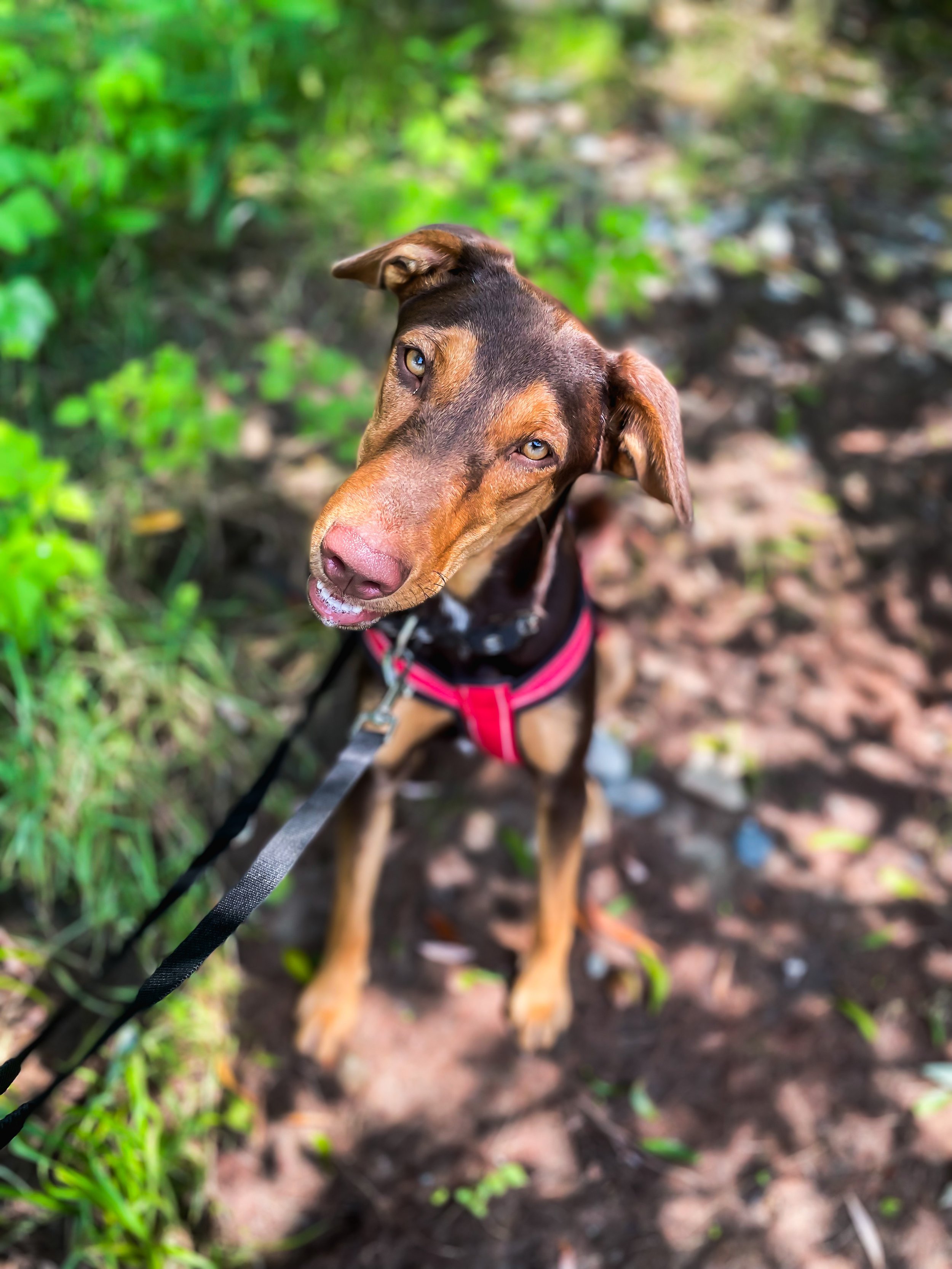 Tierheimhund Callisto