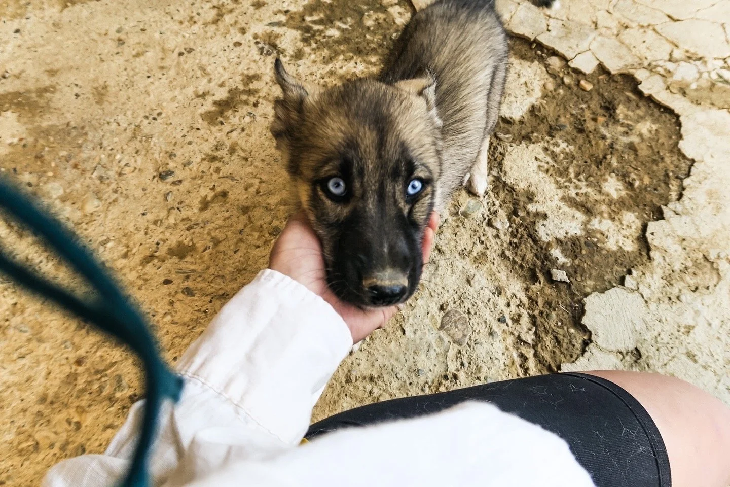 Husky-Welpe Ilva