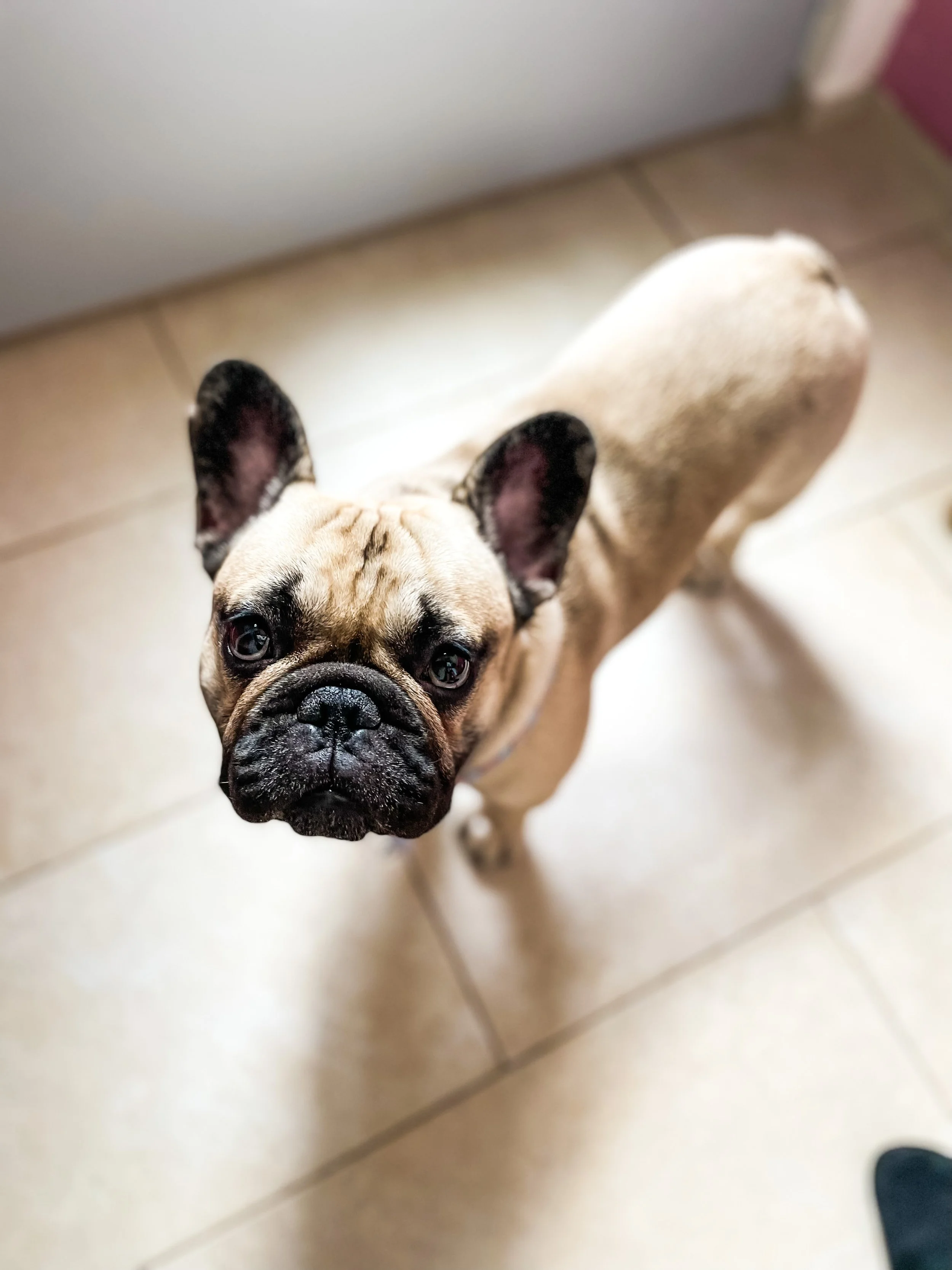 Kund:innenhund Louis