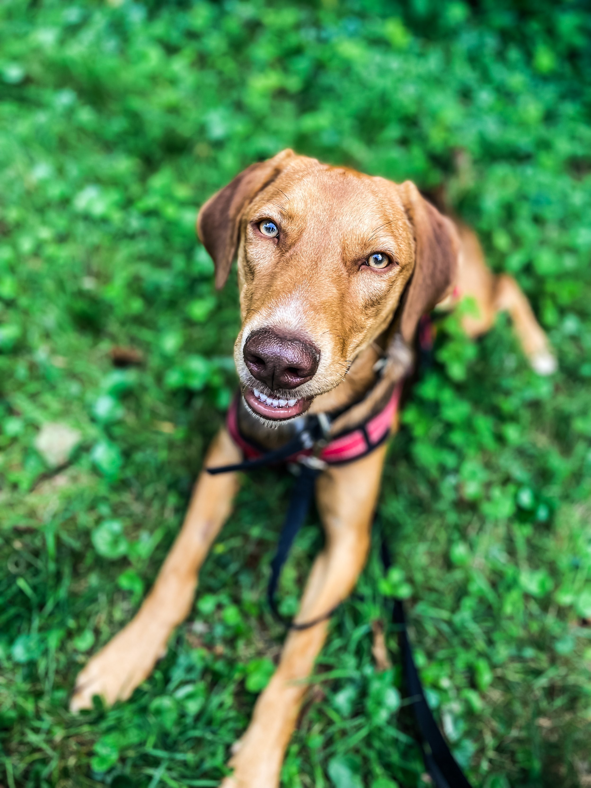 Tierheimhund Schoki