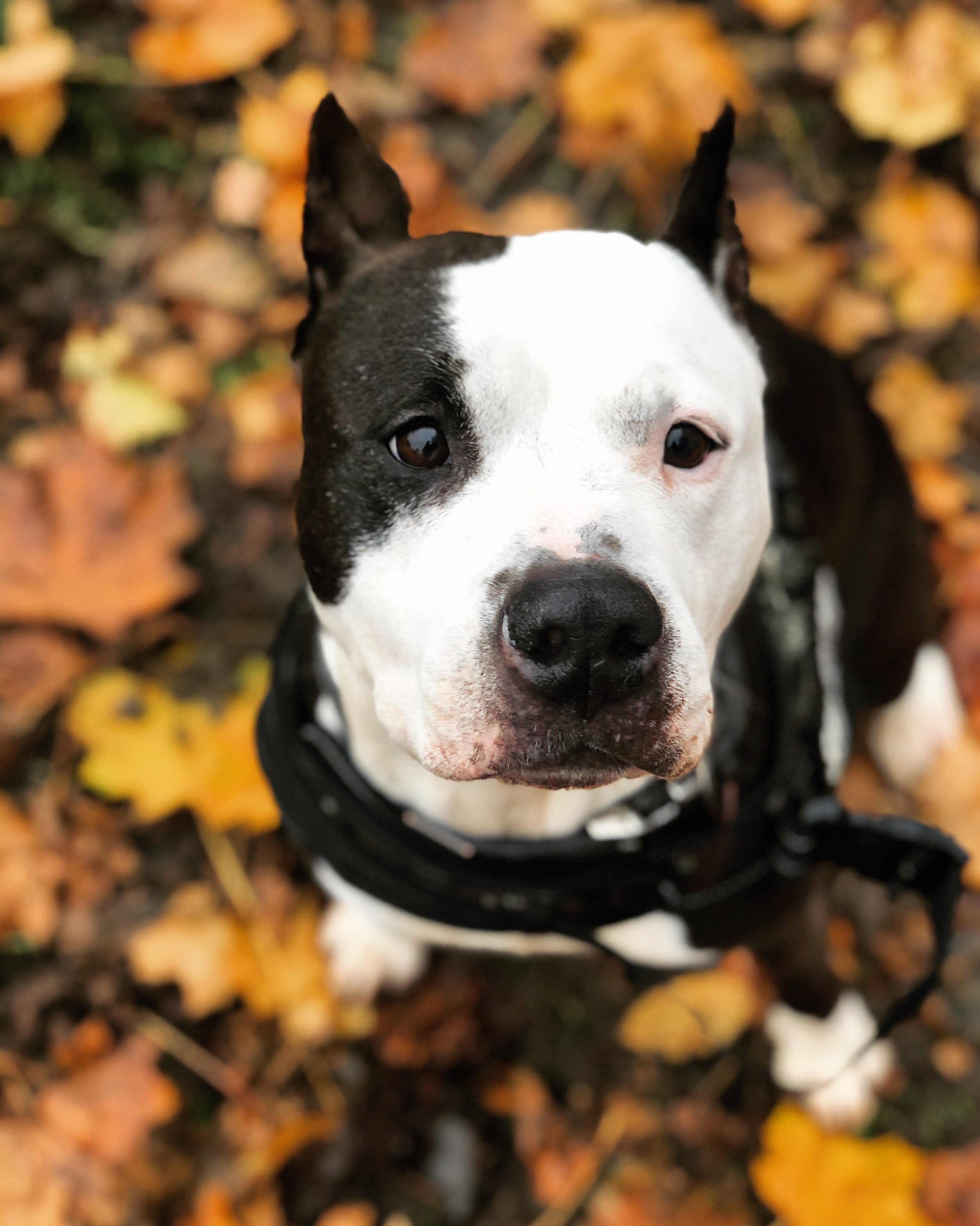 Tierheimhund Luna