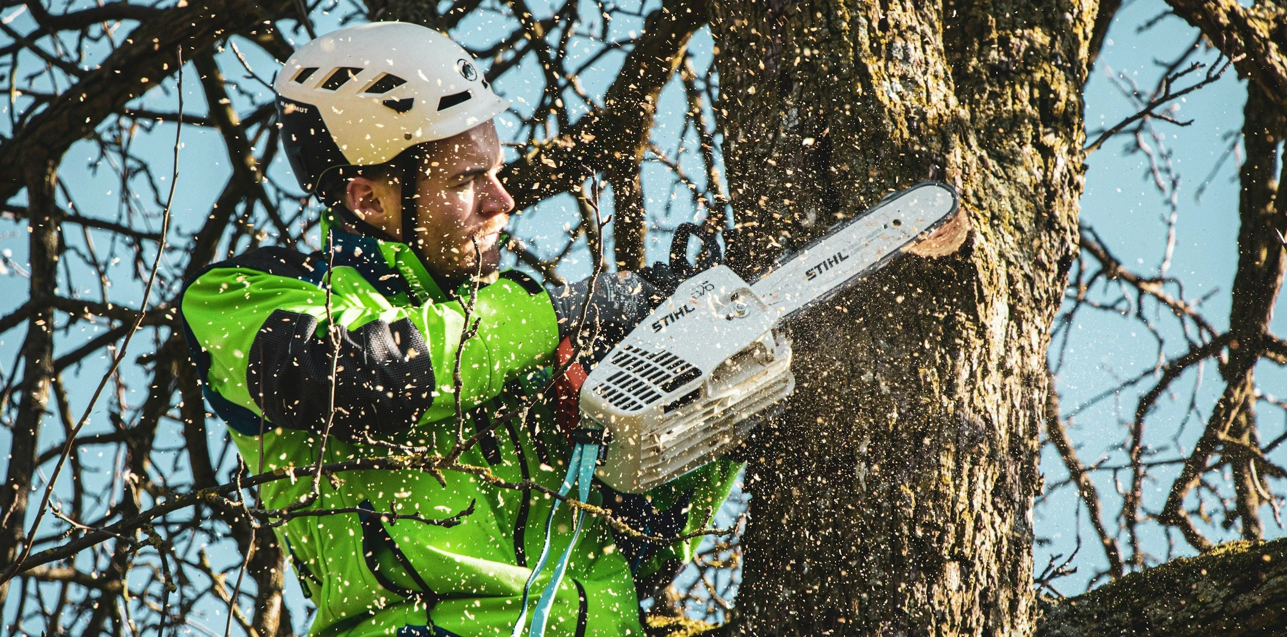 Tree Trimming Services in Gaithersburg: What You Need to Know