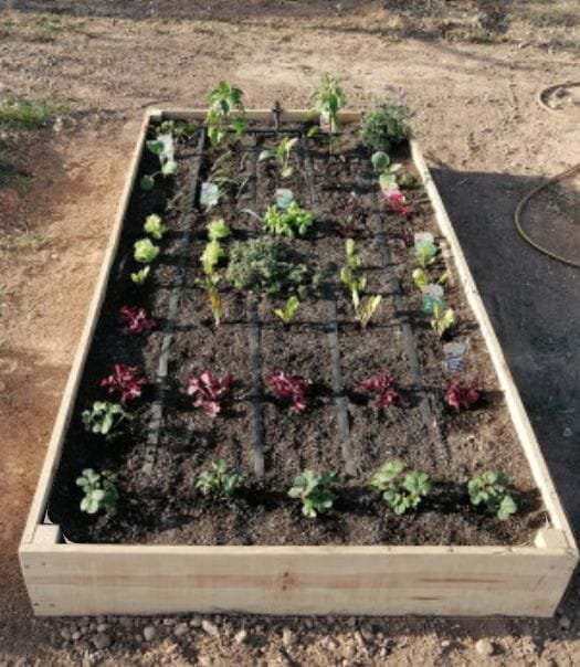 Cama de cultivo con varias plantas de vegetales en crecimiento, incluyendo lechugas y otras hojas verdes, en un jardín de tierra.