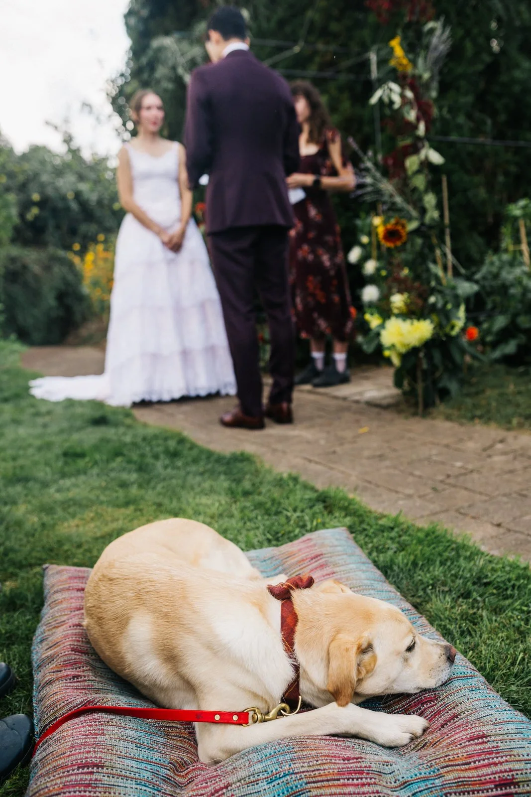Dog Wedding Ceremony
