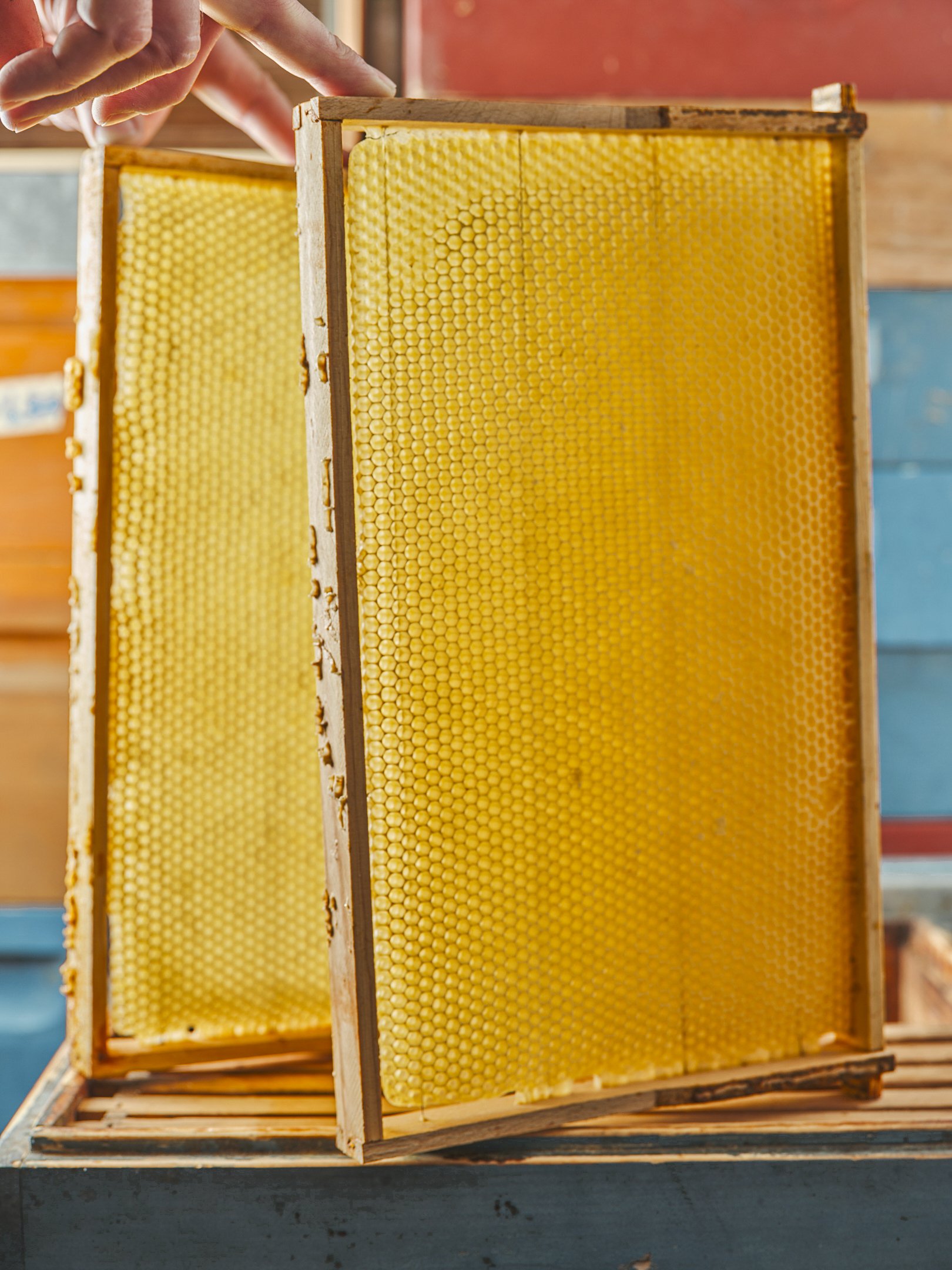 2025, Berlin-Britz Beekeeper