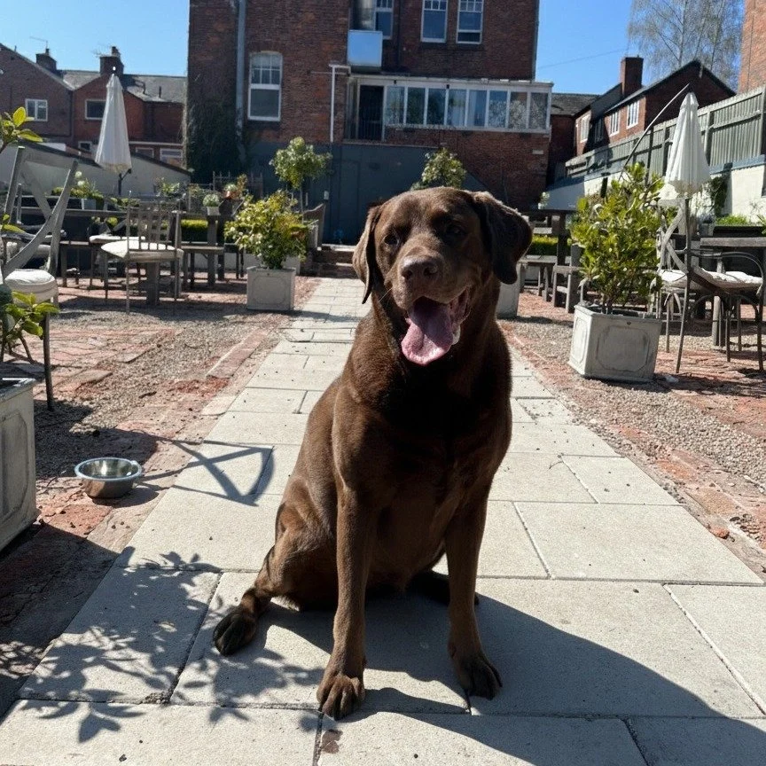 Wedding Wednesday at Amalfi White! 🥂✨

We get asked all the time: "Can my dog come?" The answer is a resounding YESSS. Just look at this handsome chap&mdash;clearly the best-dressed guest on the list. 🐾💙

Whether it&rsquo;s a walk down t