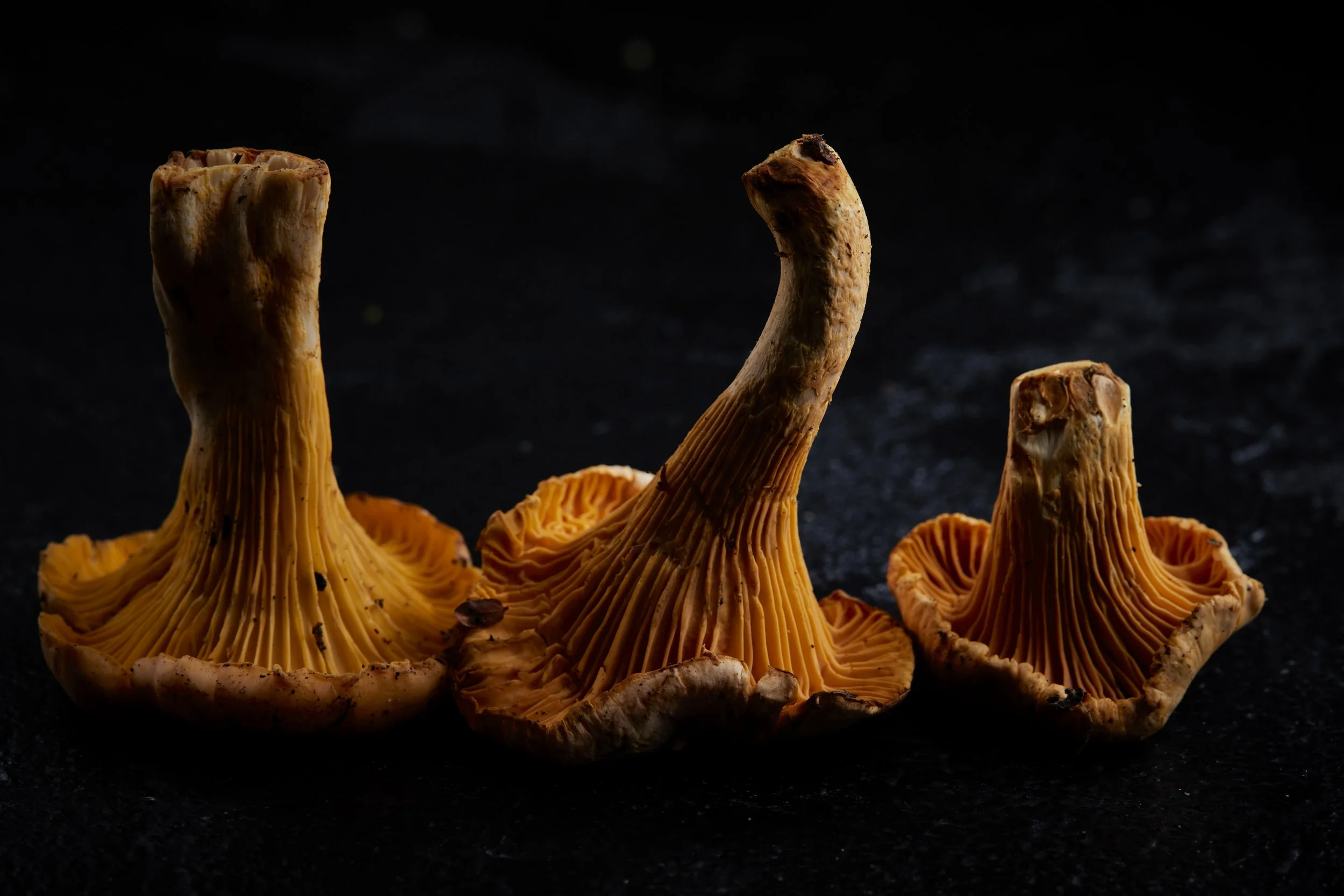 Three chanterelle mushrooms on a black background.