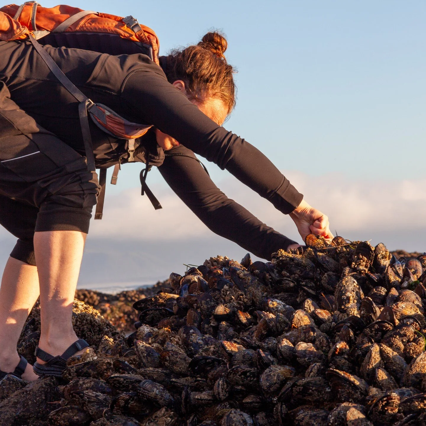 A woman in a black jacket, black shorts, and sandals is collecting mussels from a pile on the beach during sunset, with a backpack on her back.