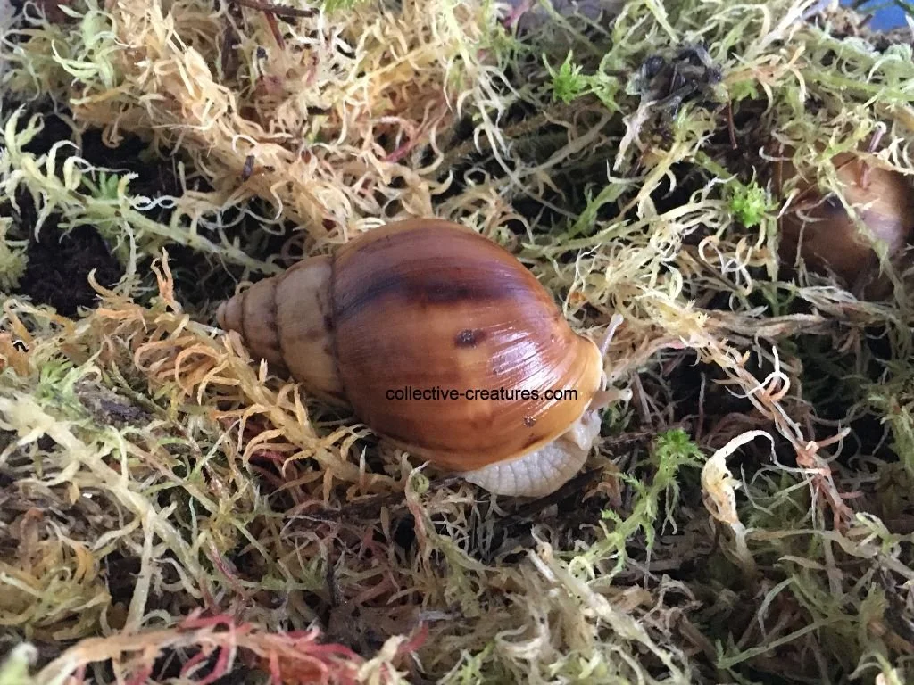 Lissachatina fulica - caramel