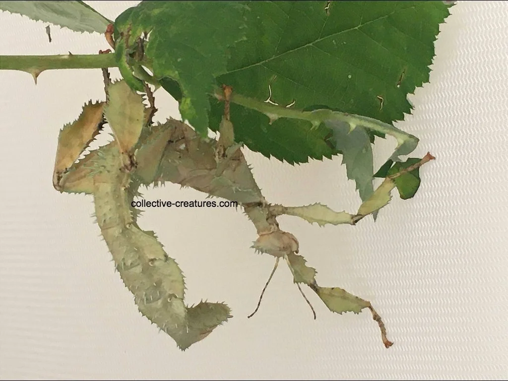 Extatosoma Tiaratum 'Innisfail'