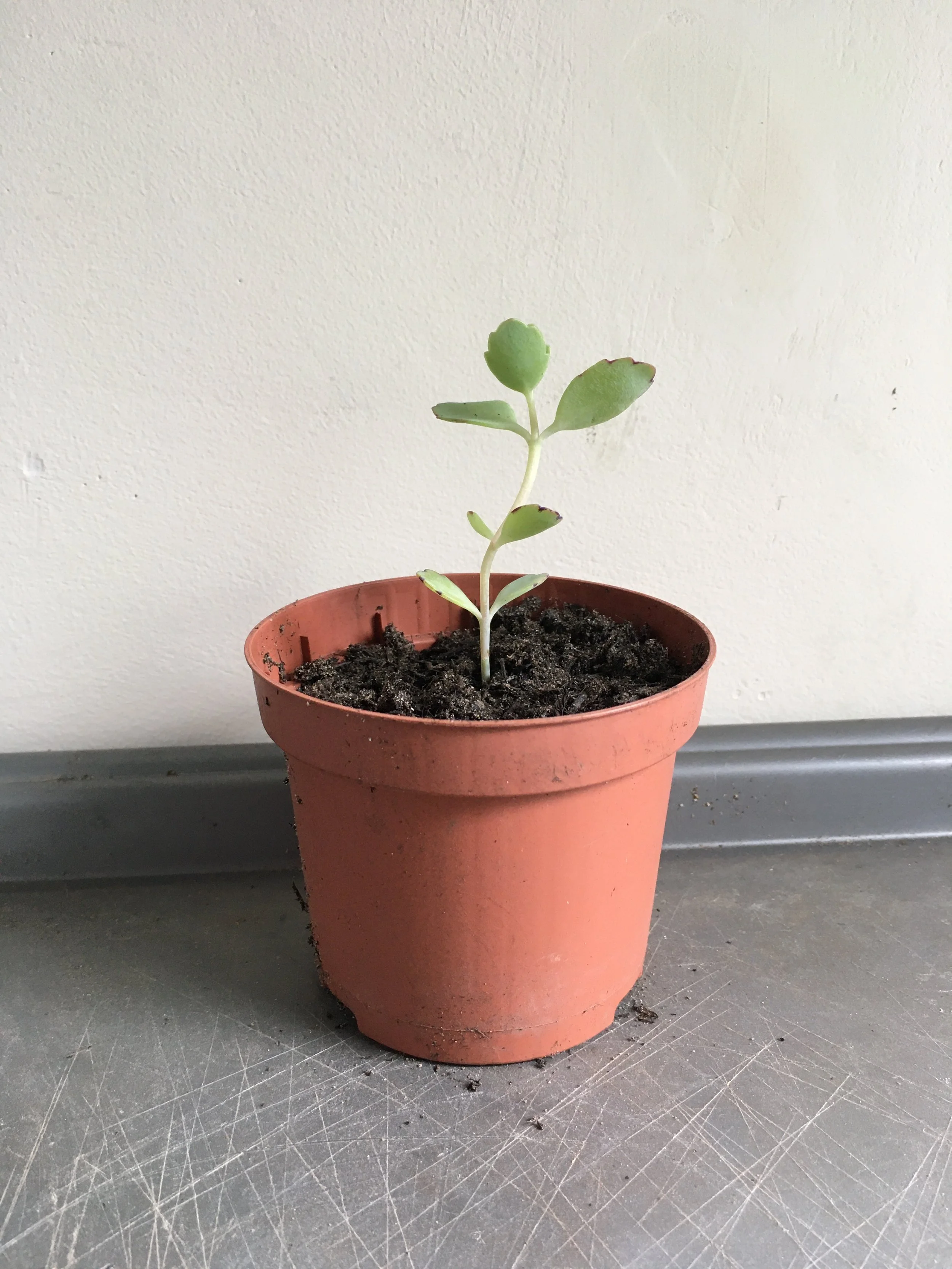 Kalanchoe fedschenkoi (lavender scallops)