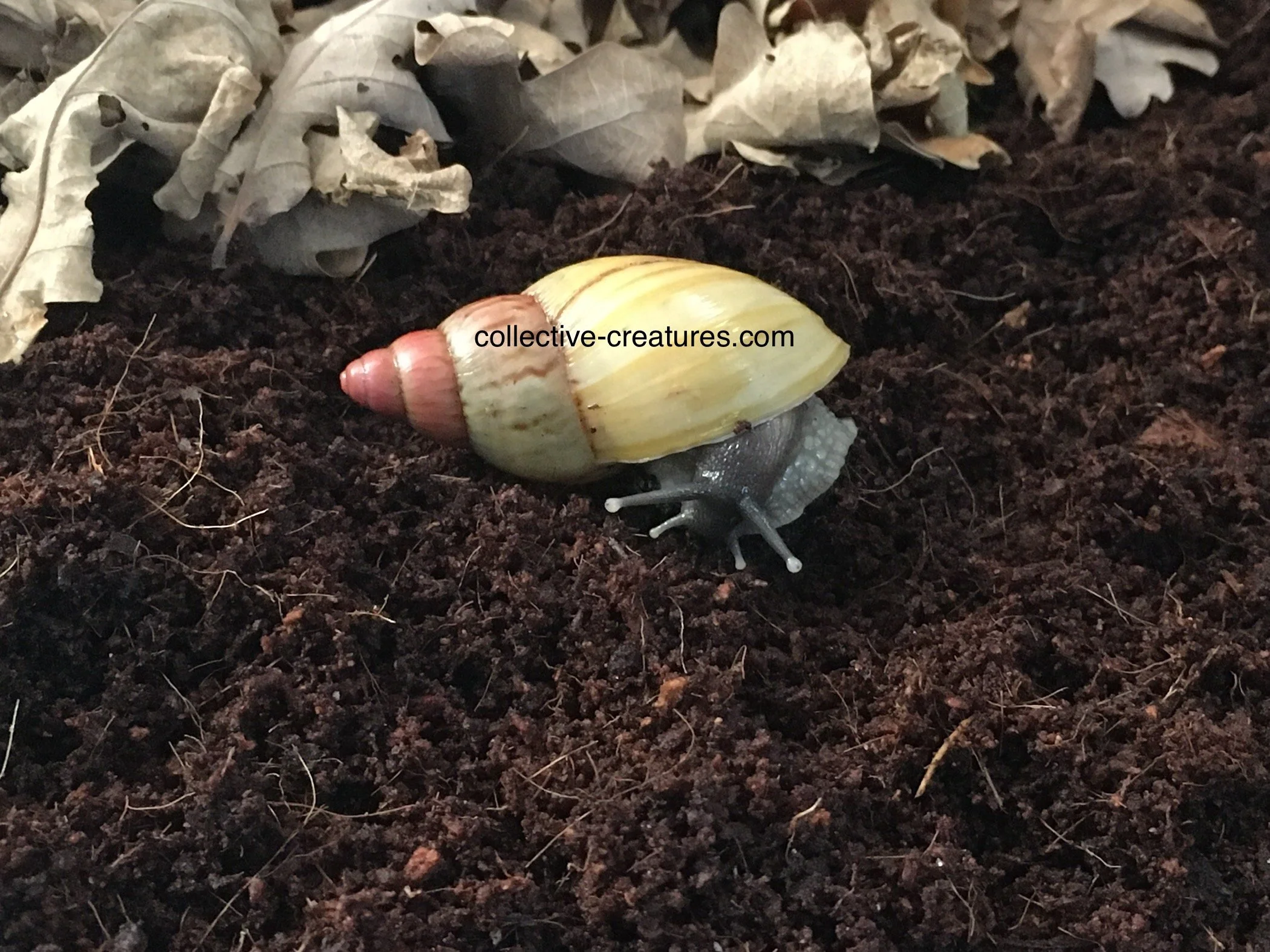 Lissachatina iredalei - Zanzibar