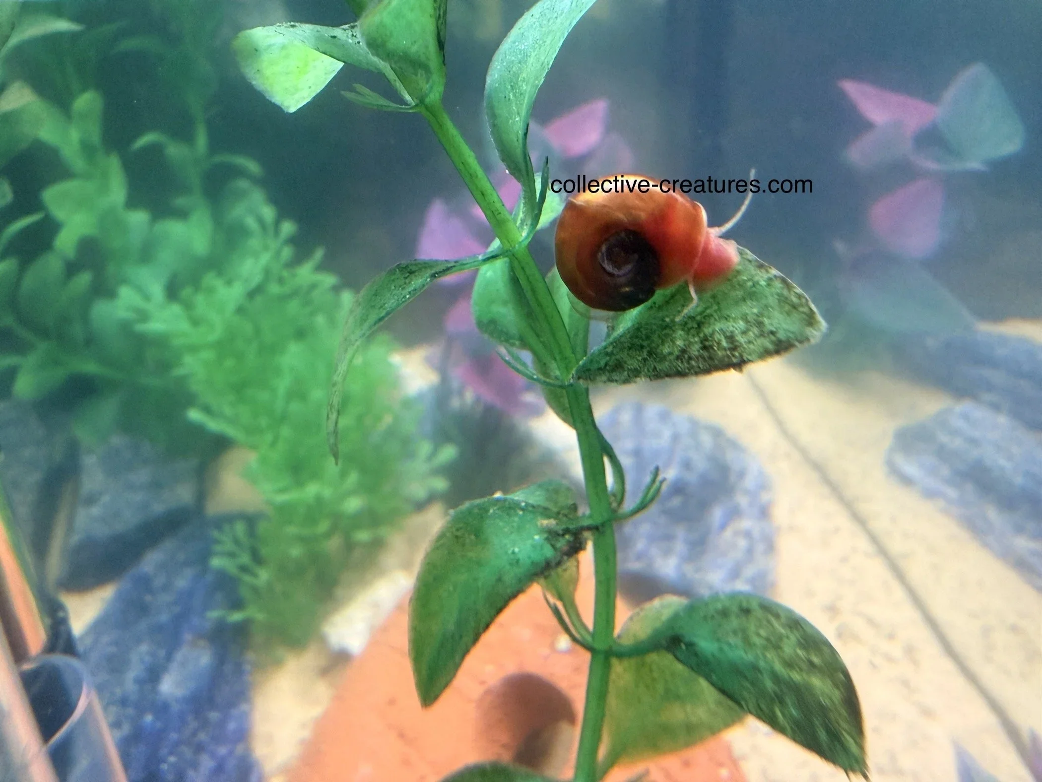 Planorbis rubrum - orange