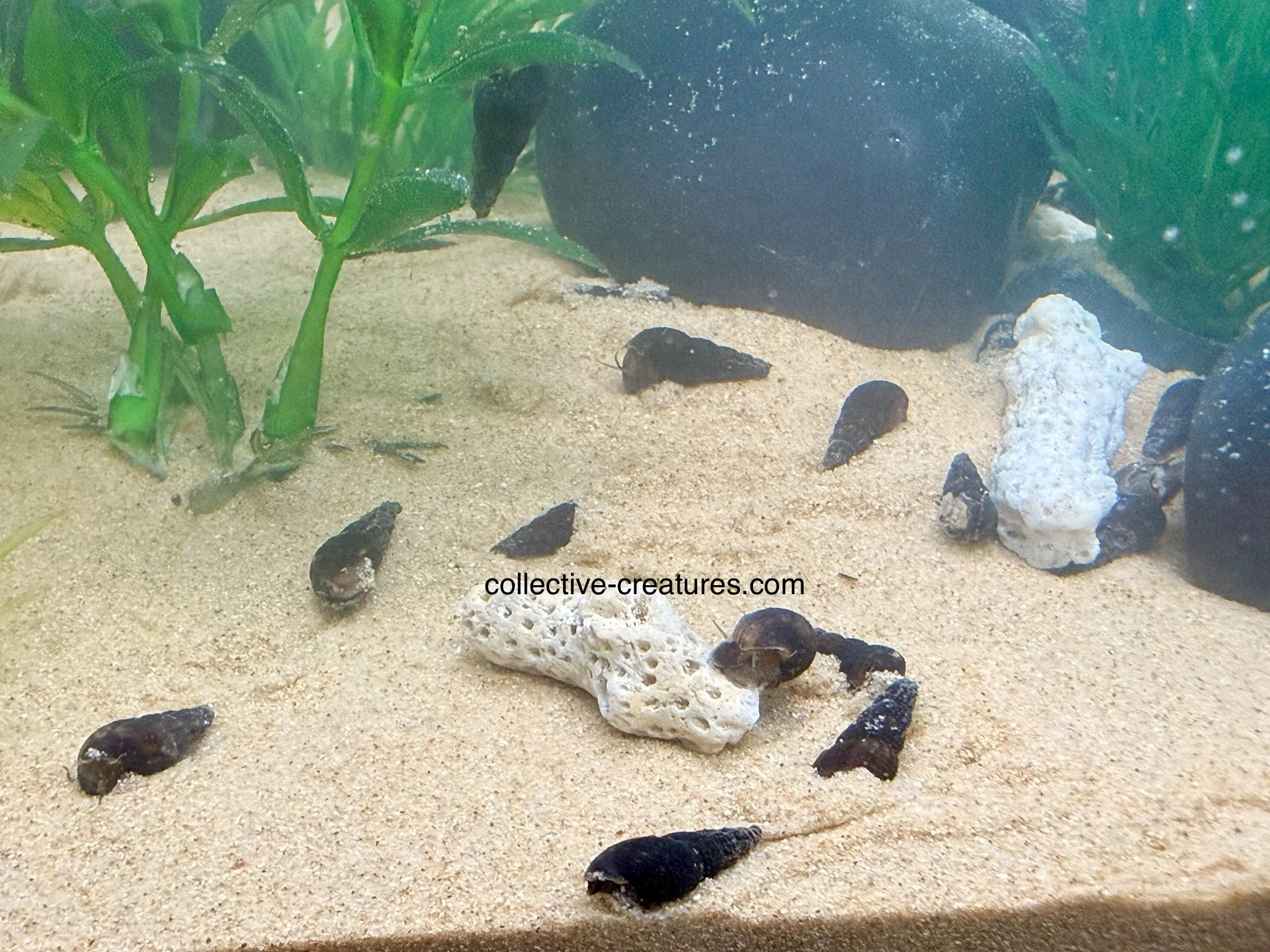 5 x Trumpet Snails - black