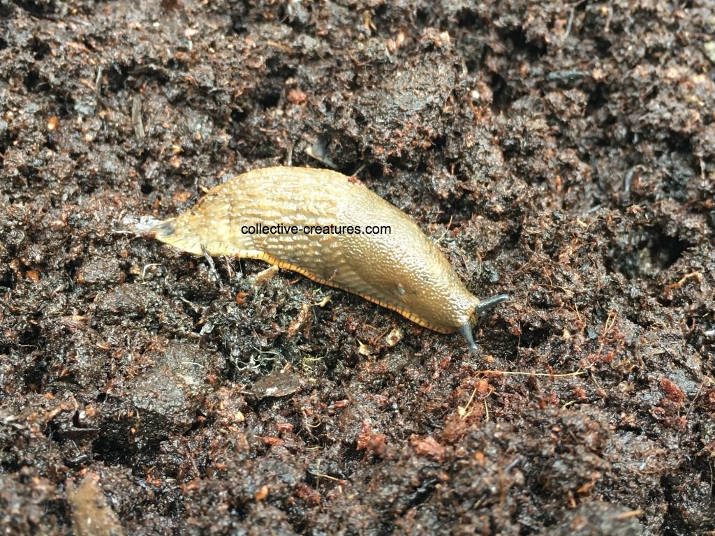 brown A. Ater.jpg
