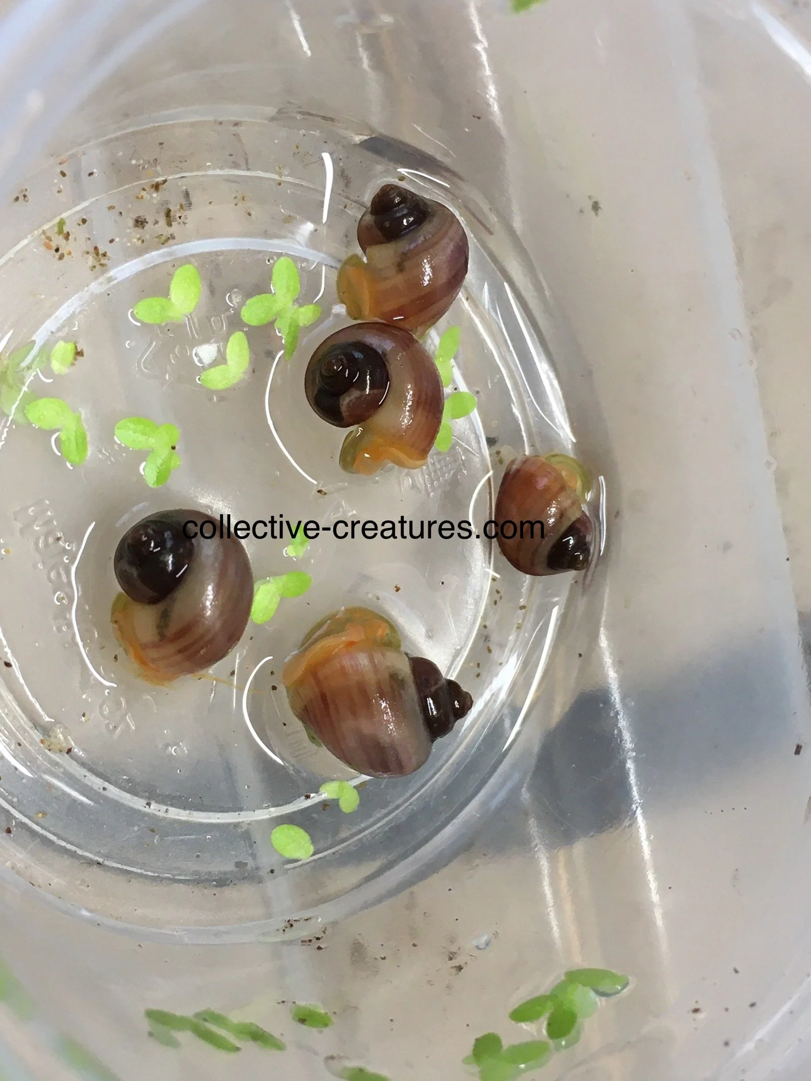 Pomacea bridgesii - Magenta