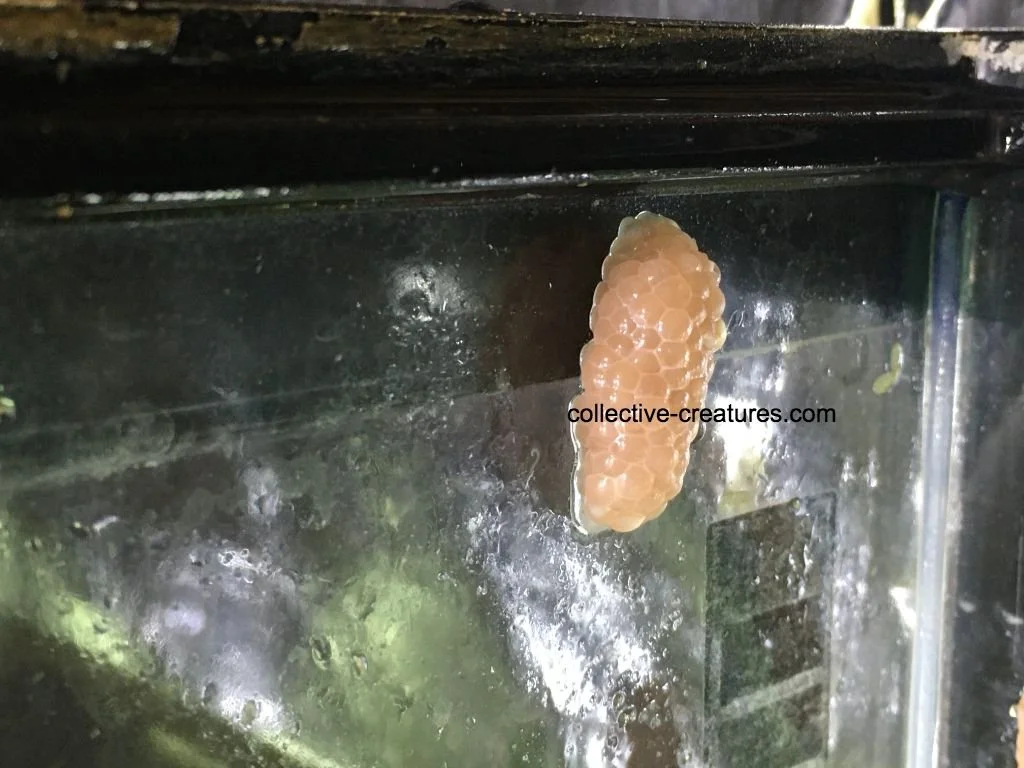 Mystery Snail Eggs