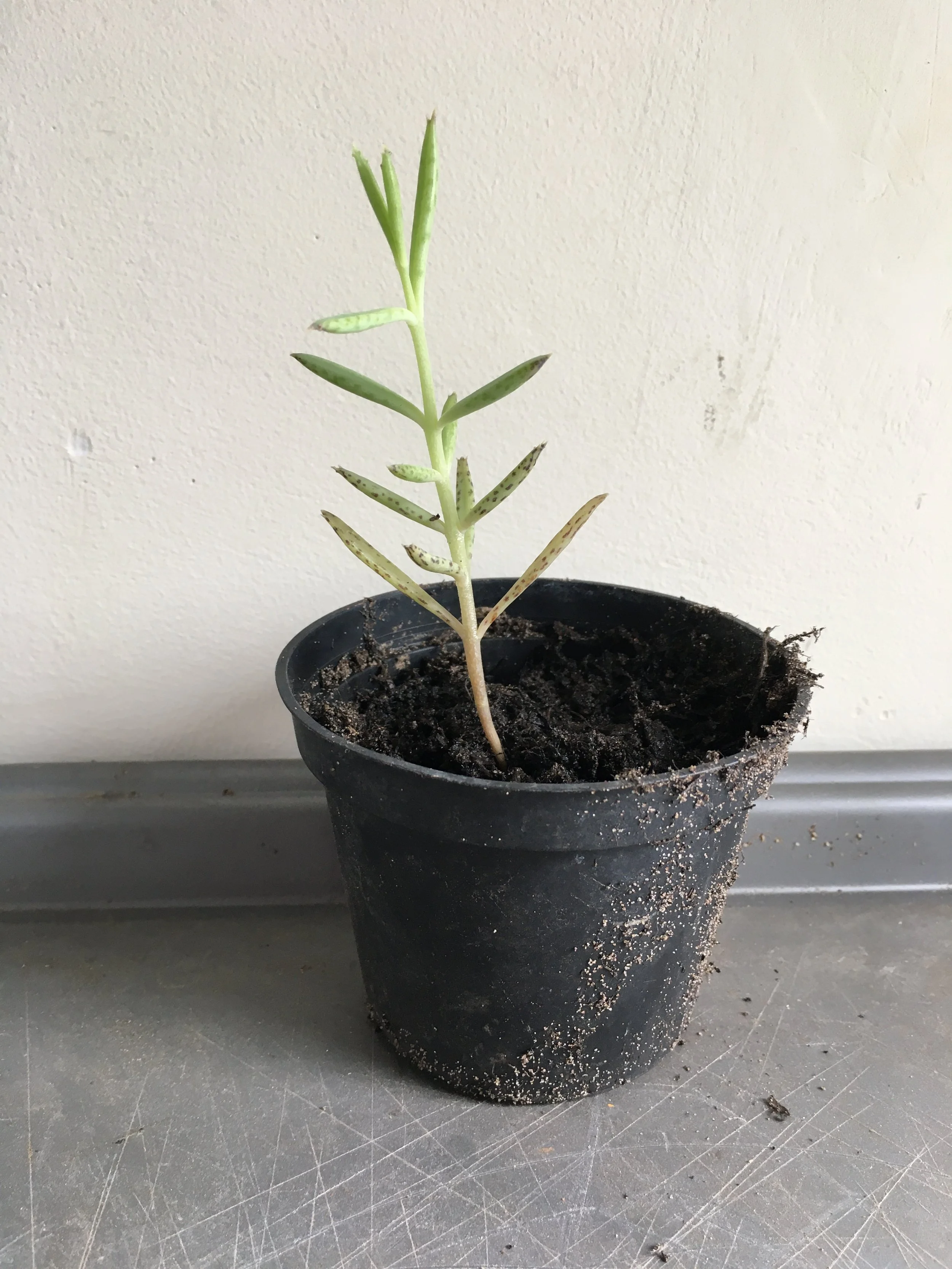 Kalanchoe delagoensis tubiflora