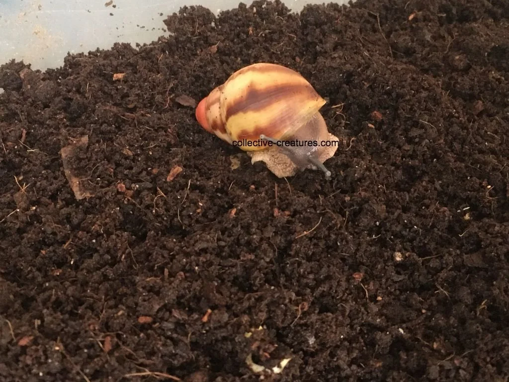 stripey.jpg