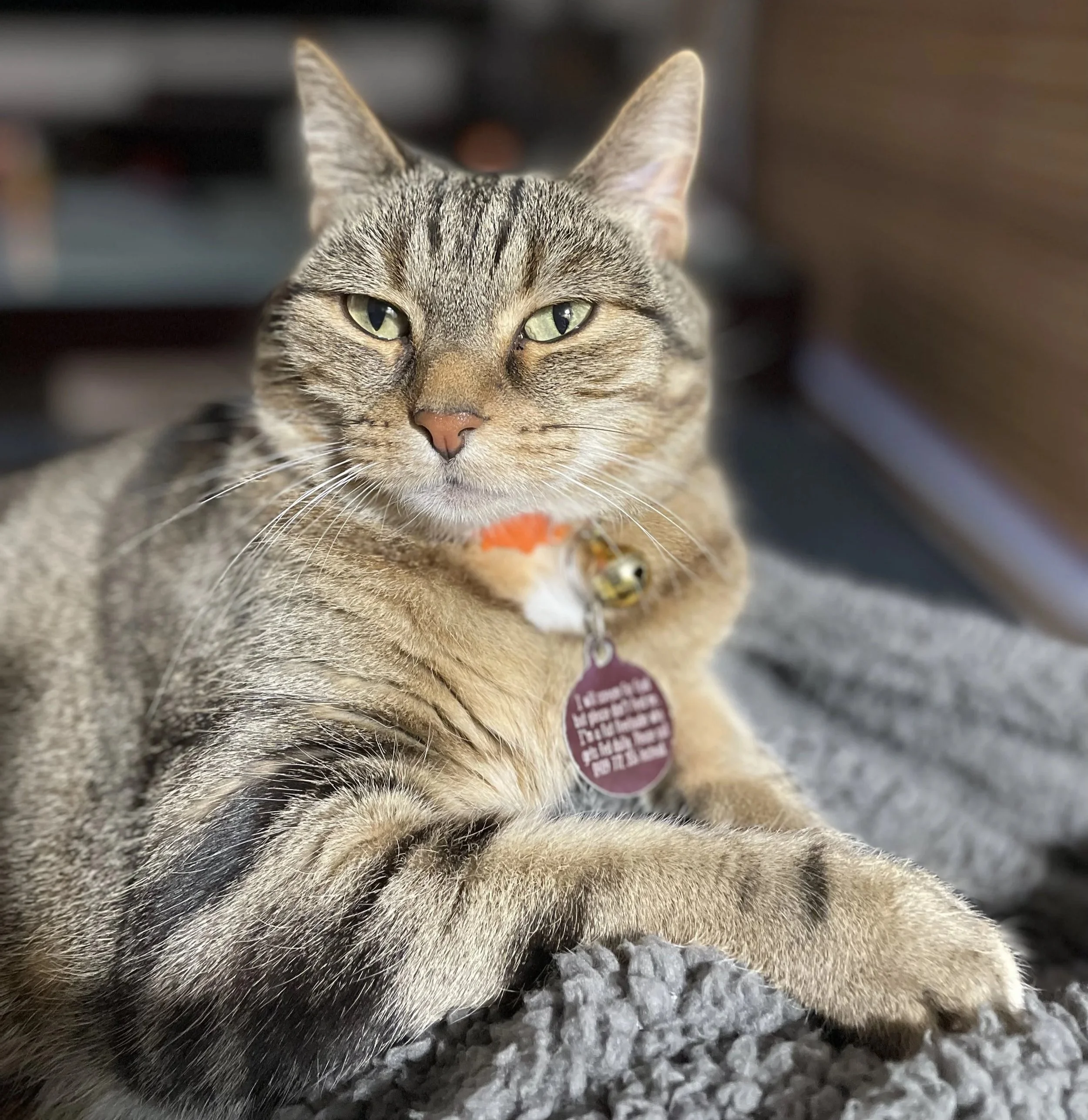 A close-up of a tabby cat with green eyes, wearing a collar with a bell and a tag, lying on a soft blanket.