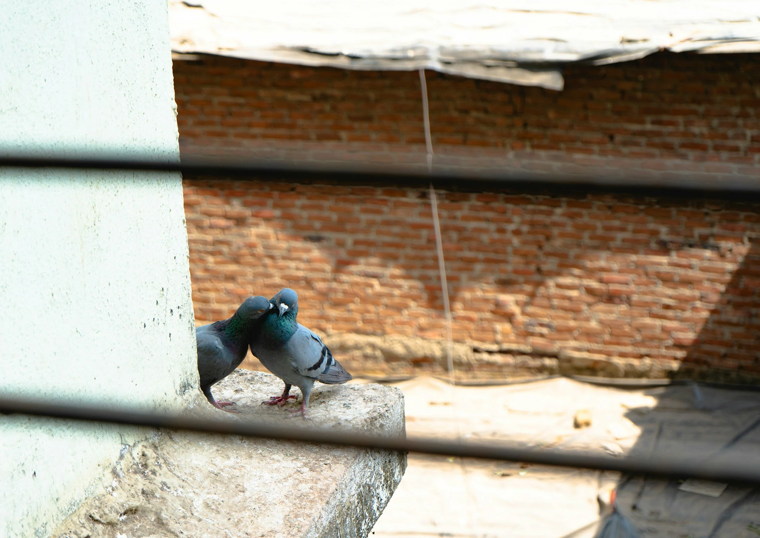 Zwei Tauben küssen sich auf einem Fensterbalken vor einem Backsteinmauer
