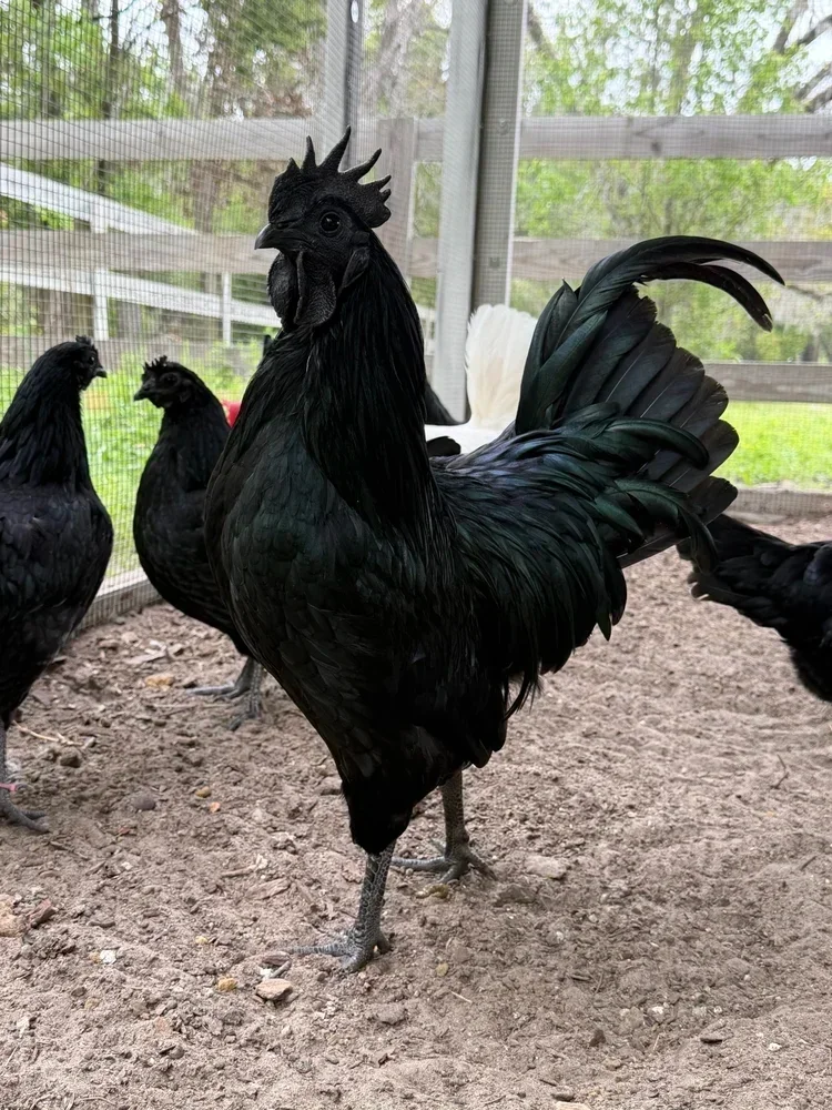 Ayam Cemani