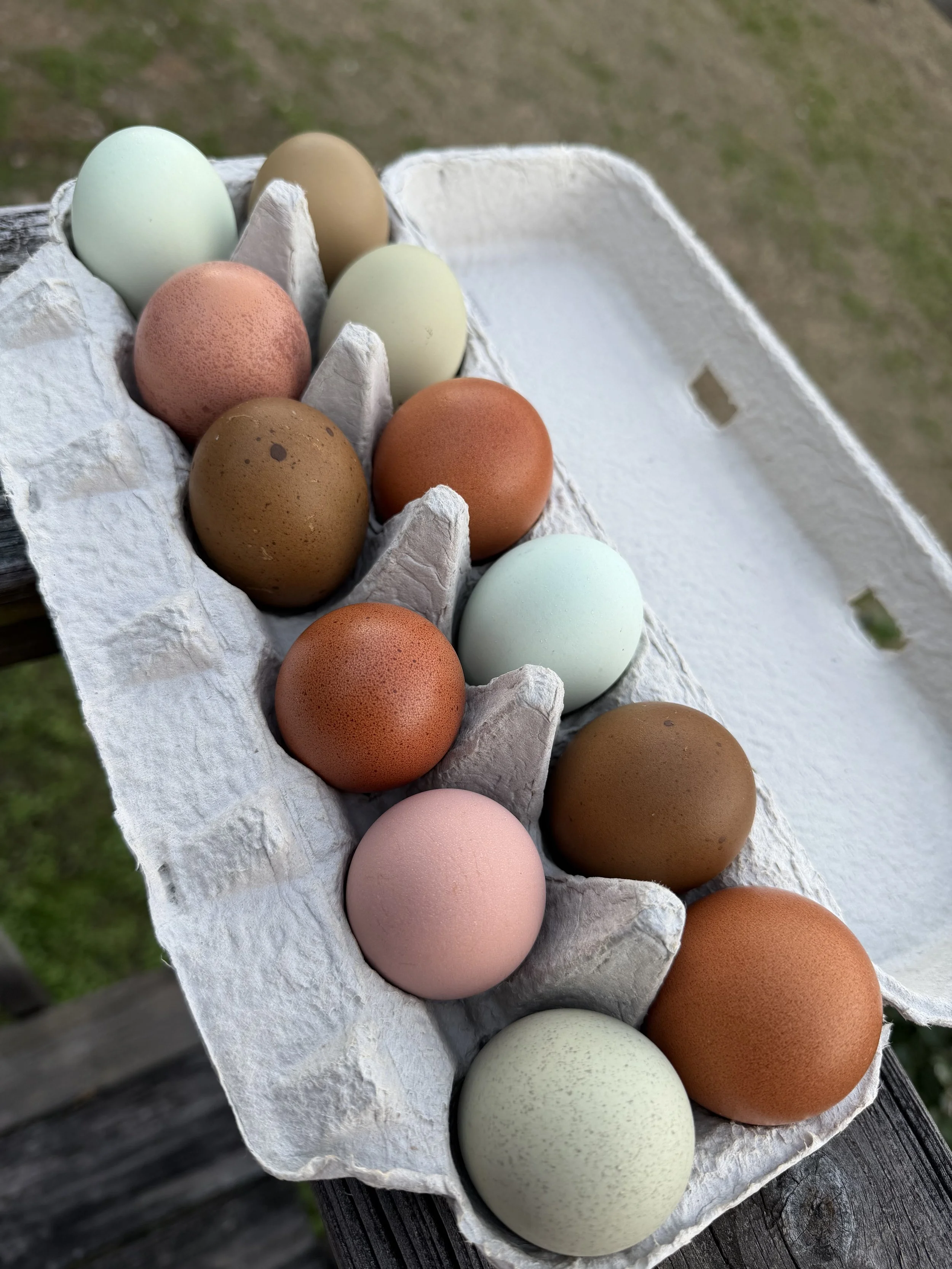 Olive Egger Hatching Eggs