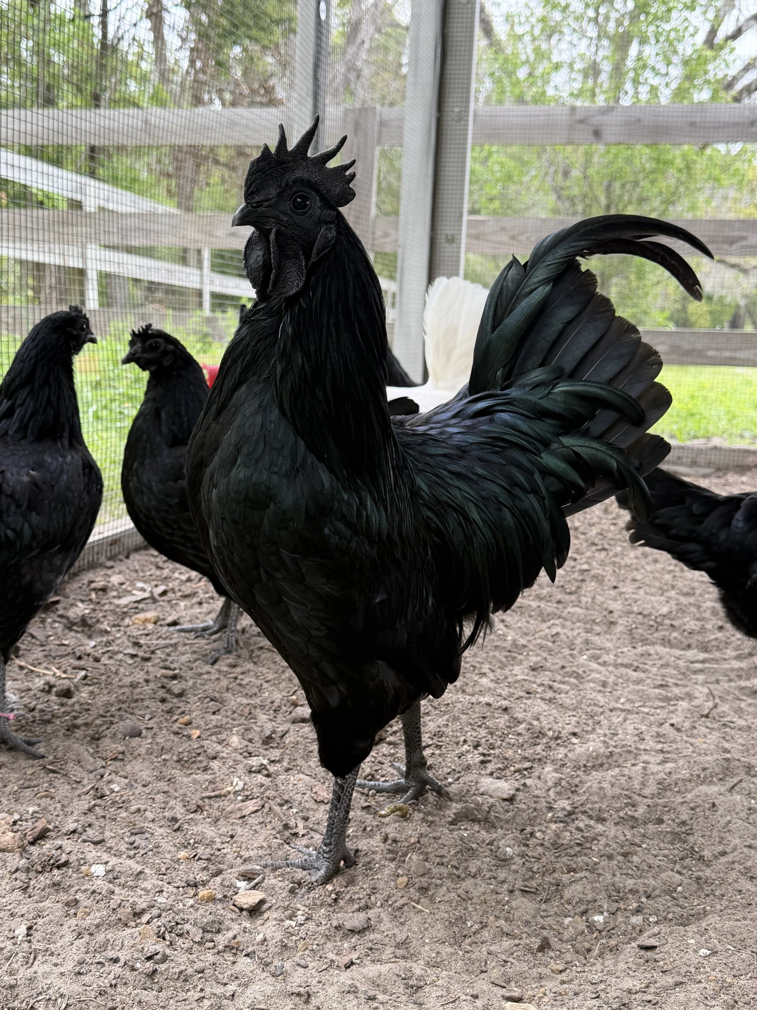 Ayam Cemani Hatching Eggs