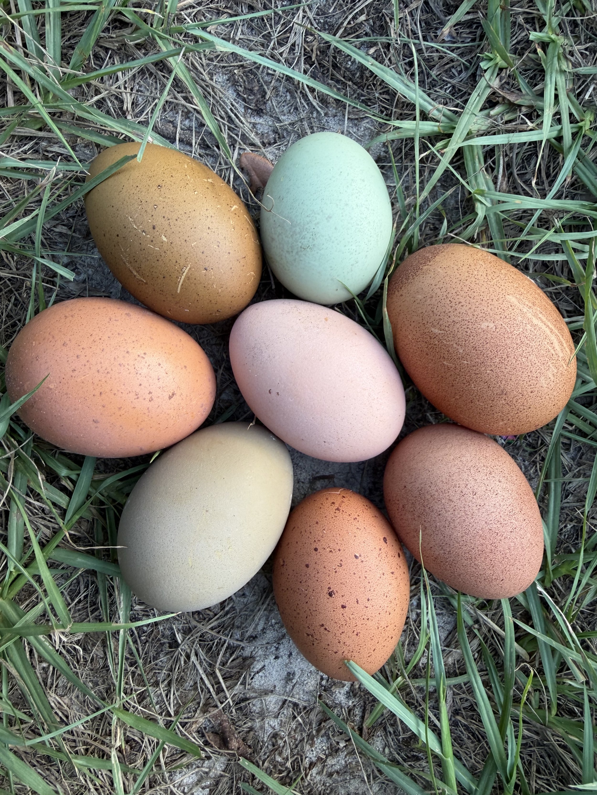 Chase the Rainbow Hatching Eggs