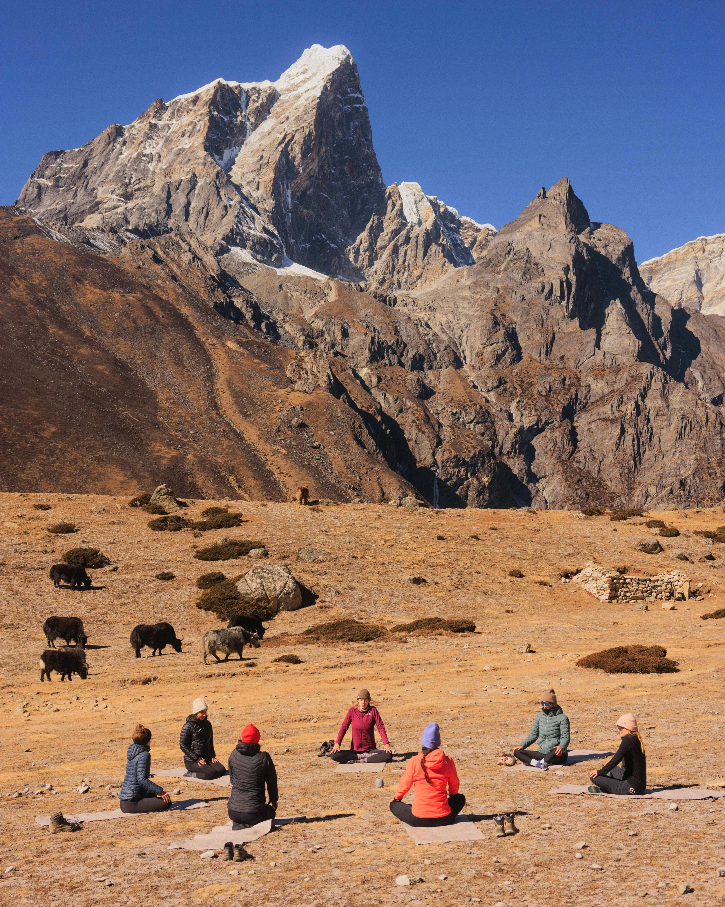 Menschen praktizieren Yoga auf einer Wiese vor hohen Bergen mit schneebedeckten Gipfeln, einige Yaks grasen im Hintergrund. Die höchste Yoga Stunde der Welt. Yoga auf über 4000m. Yoga im Himalaya. Yoga in Nepal. Yoga Trek.