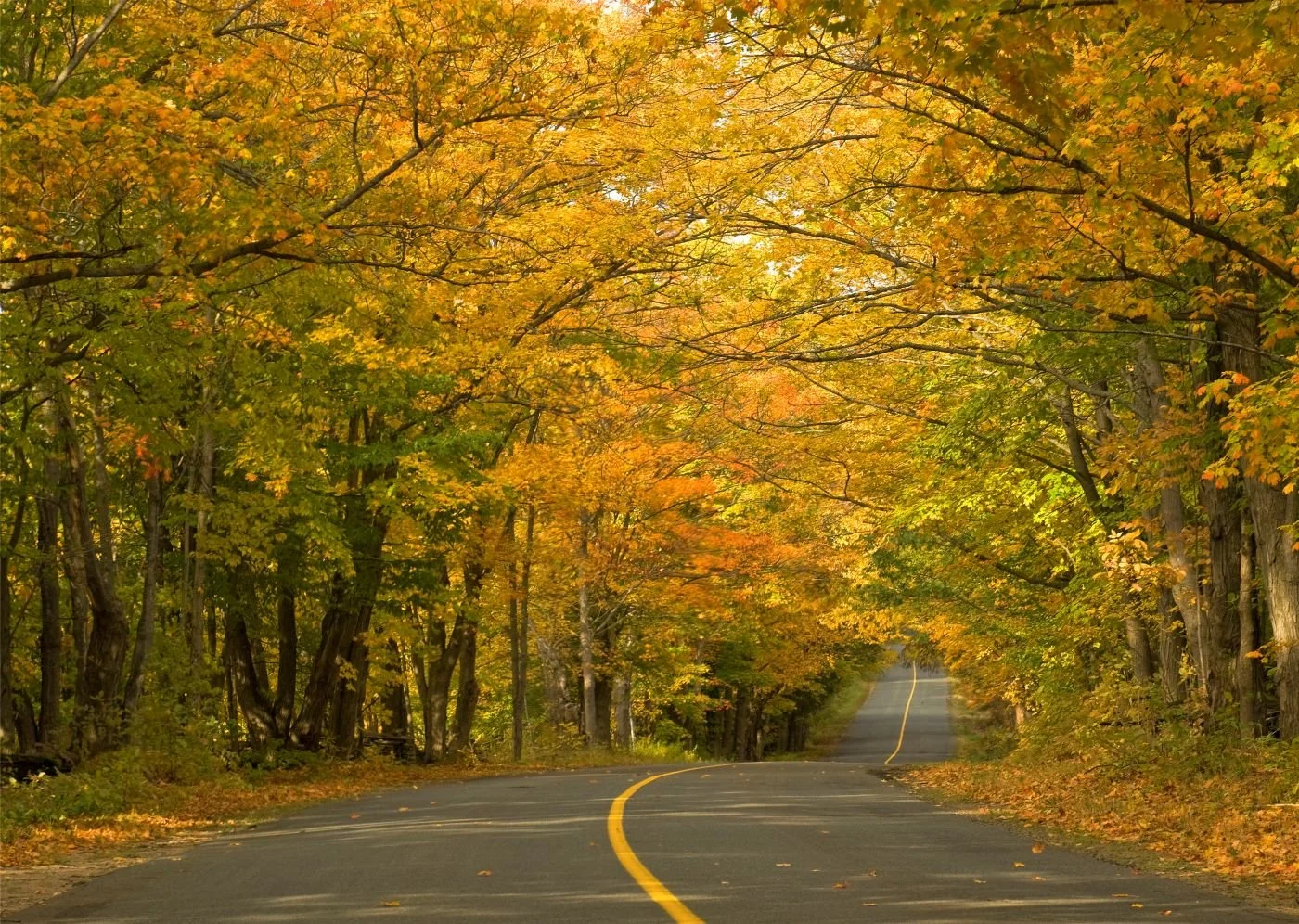 How more green plants can help combat climate change in Muskoka and beyond