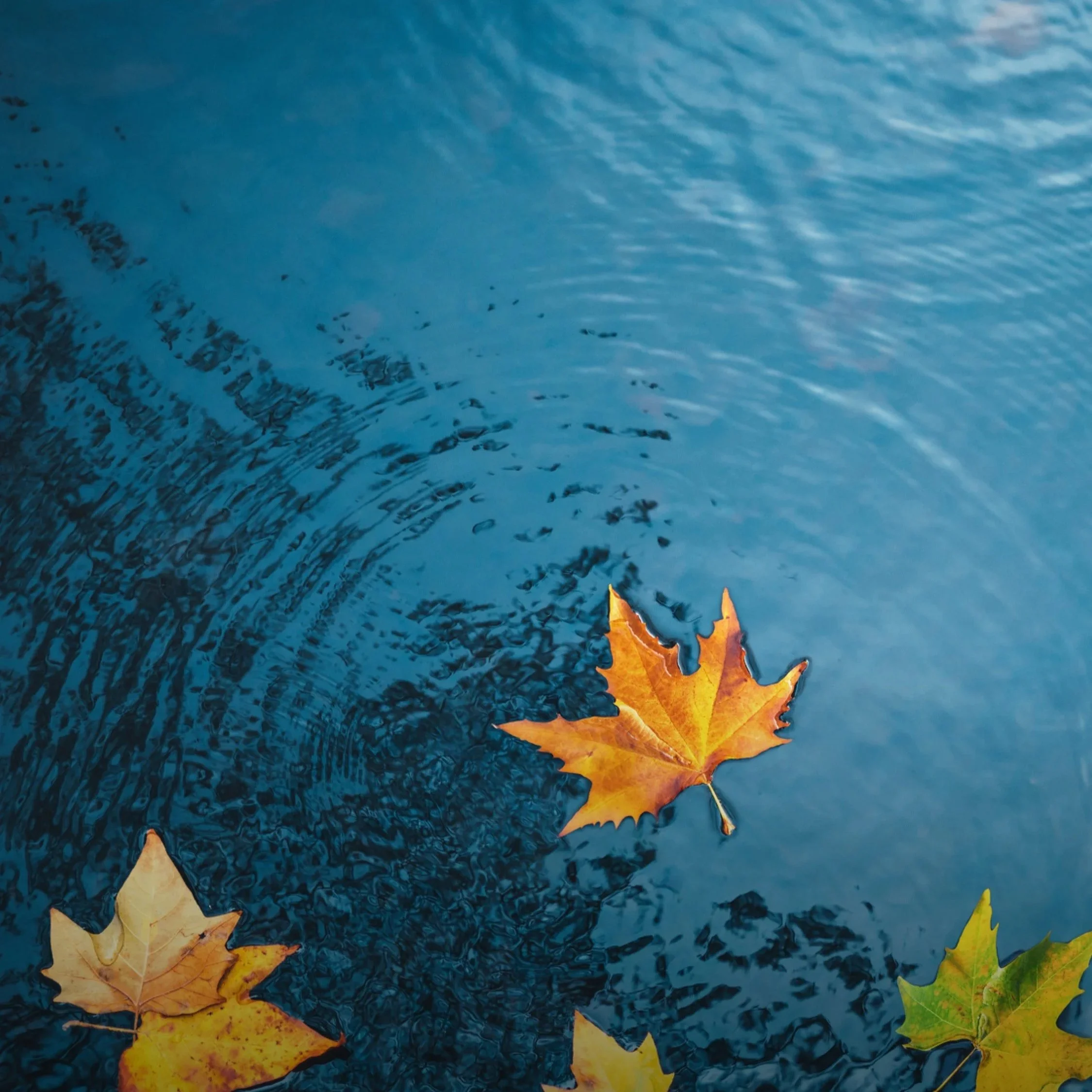 Muskoka on the global stage