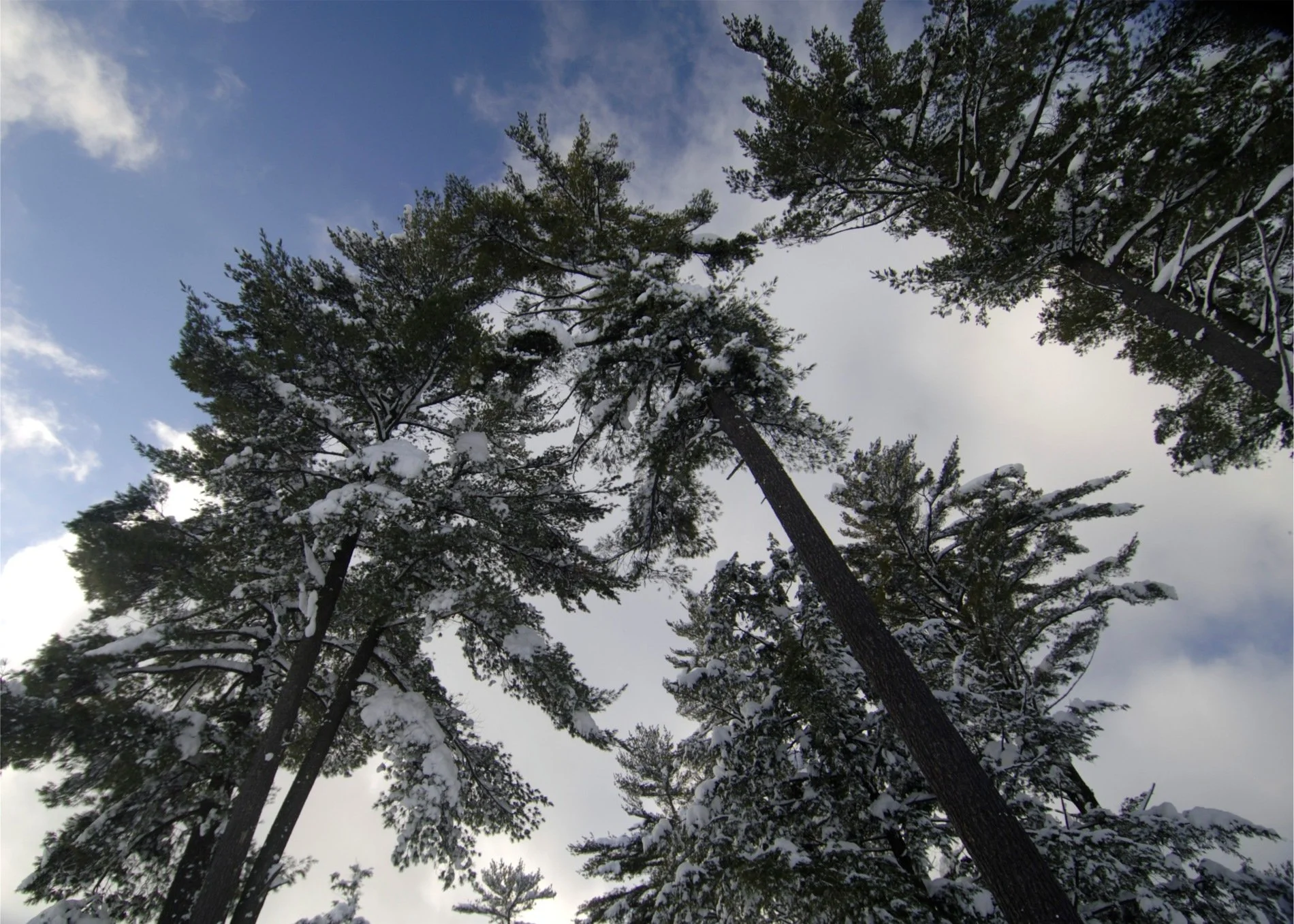 Do Trees on My Property Have Rights?