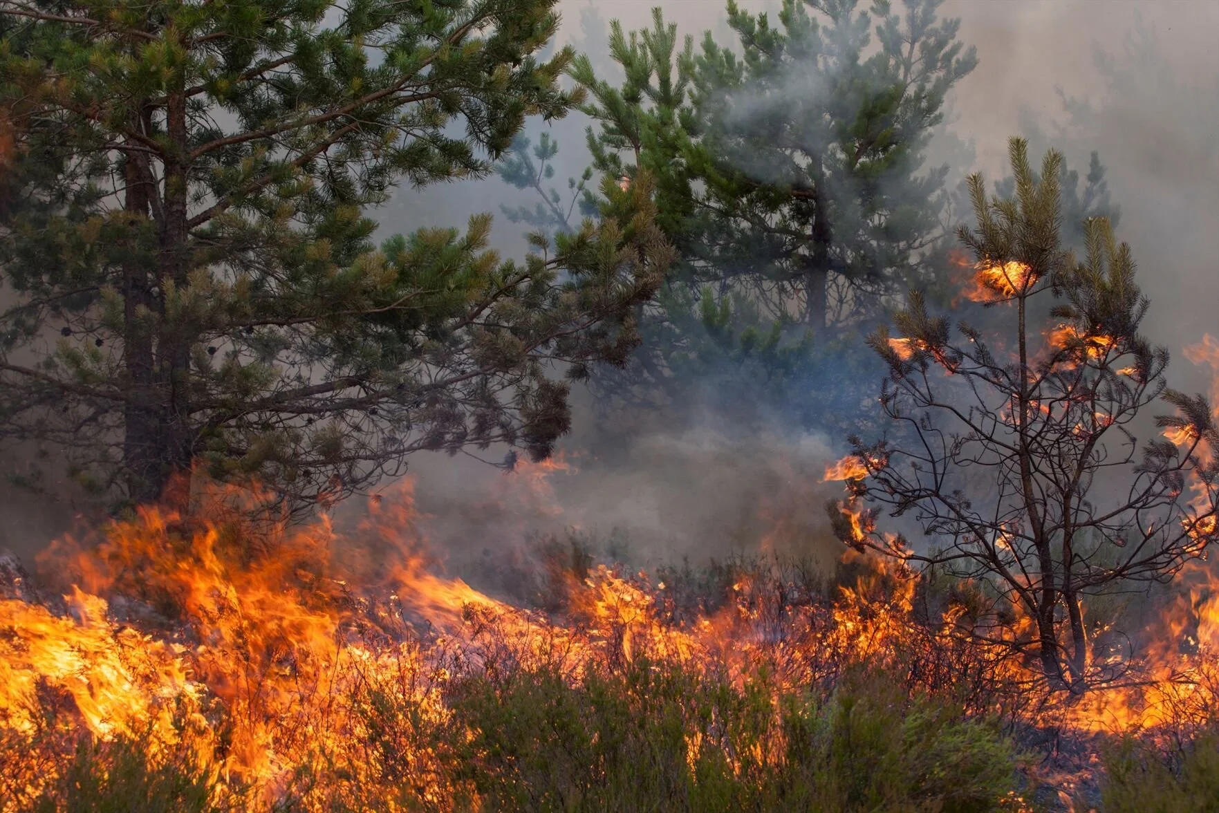 Beyond the Blaze: Why Muskoka Needs to Manage Humans, Not the Woods