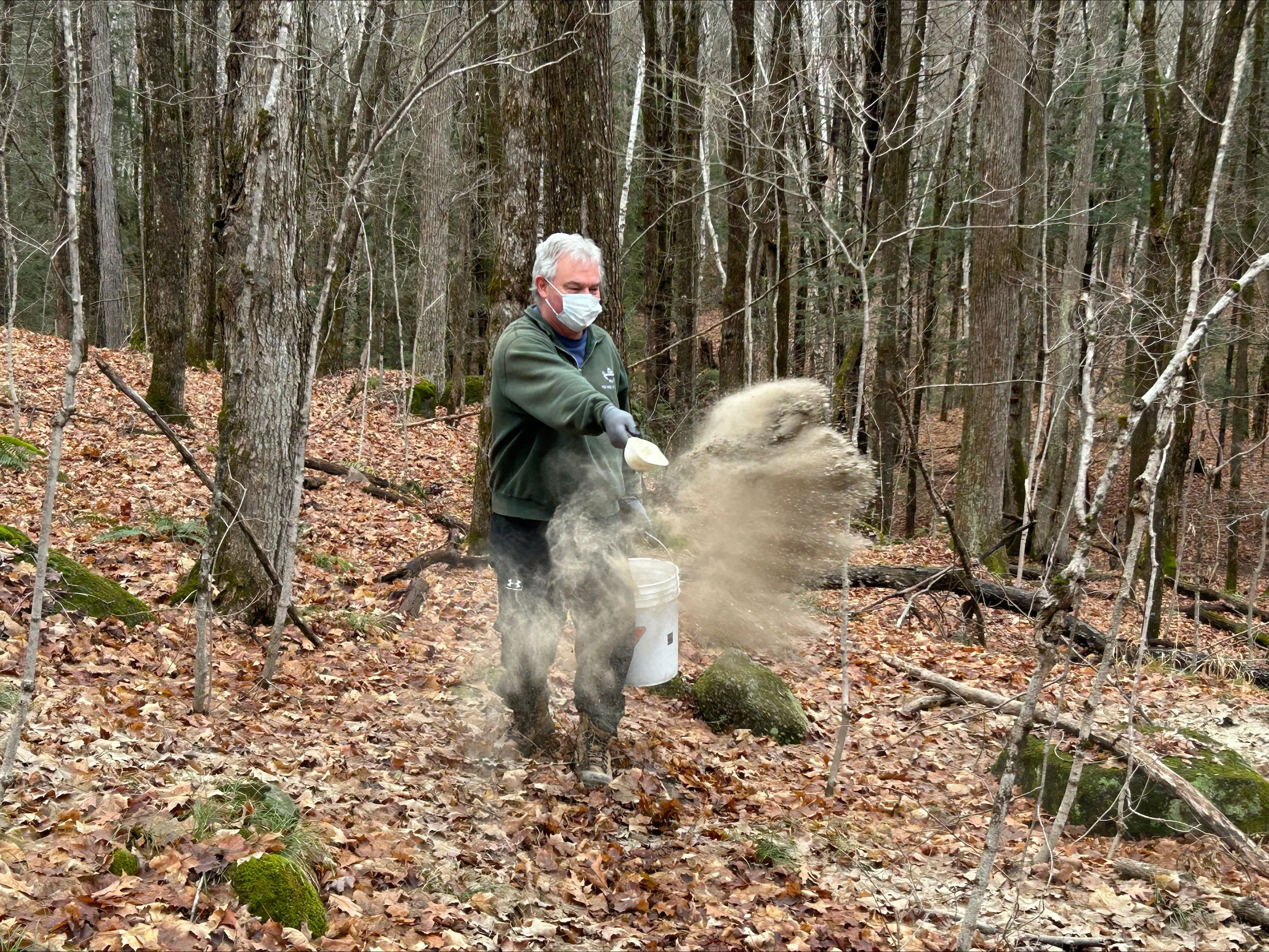Nurturing our Muskoka sugar maple forests with firewood ashes