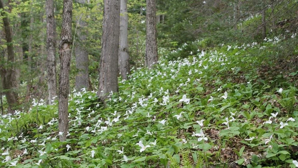 Nurturing forest health may ameliorate spring flooding: Muskoka Watershed Council