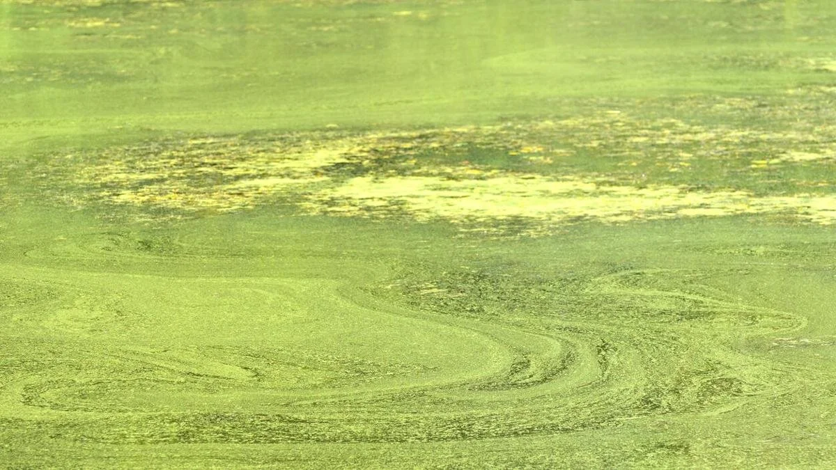 Scum on the water: Inside the Ontario policy handling Muskoka lake algae blooms