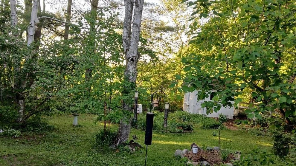 Nurturing Muskoka’s forests: The hidden backyard lessons every Ontario resident needs to know